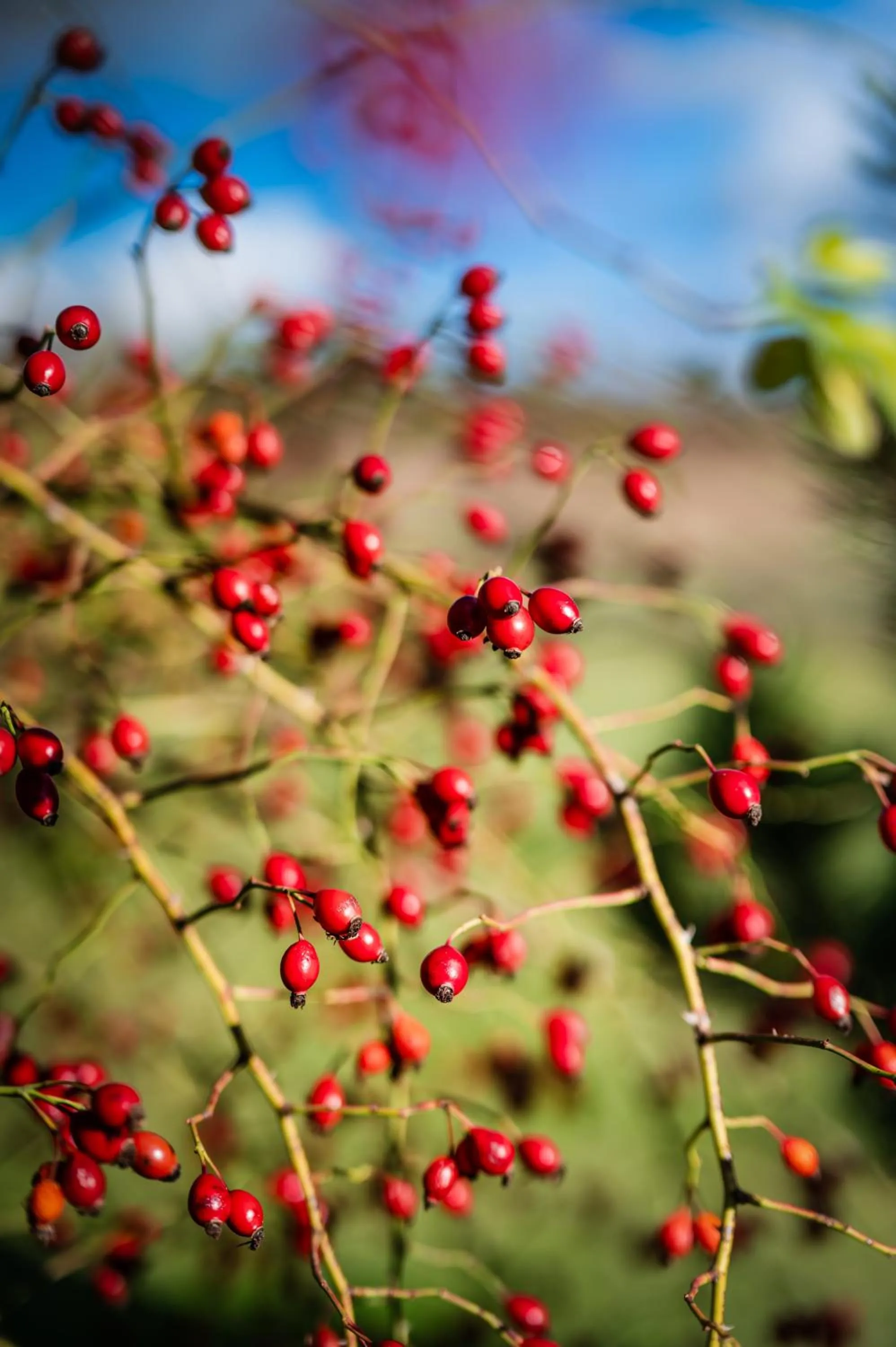 Garden in Dosłońce Resort Wellness & Farm