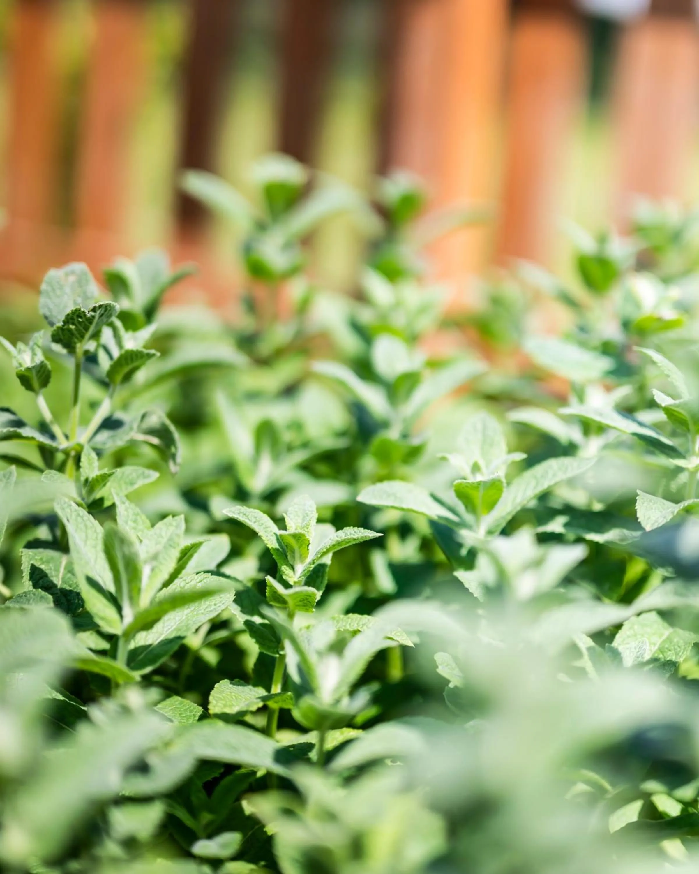 Garden in Dosłońce Resort Wellness & Farm