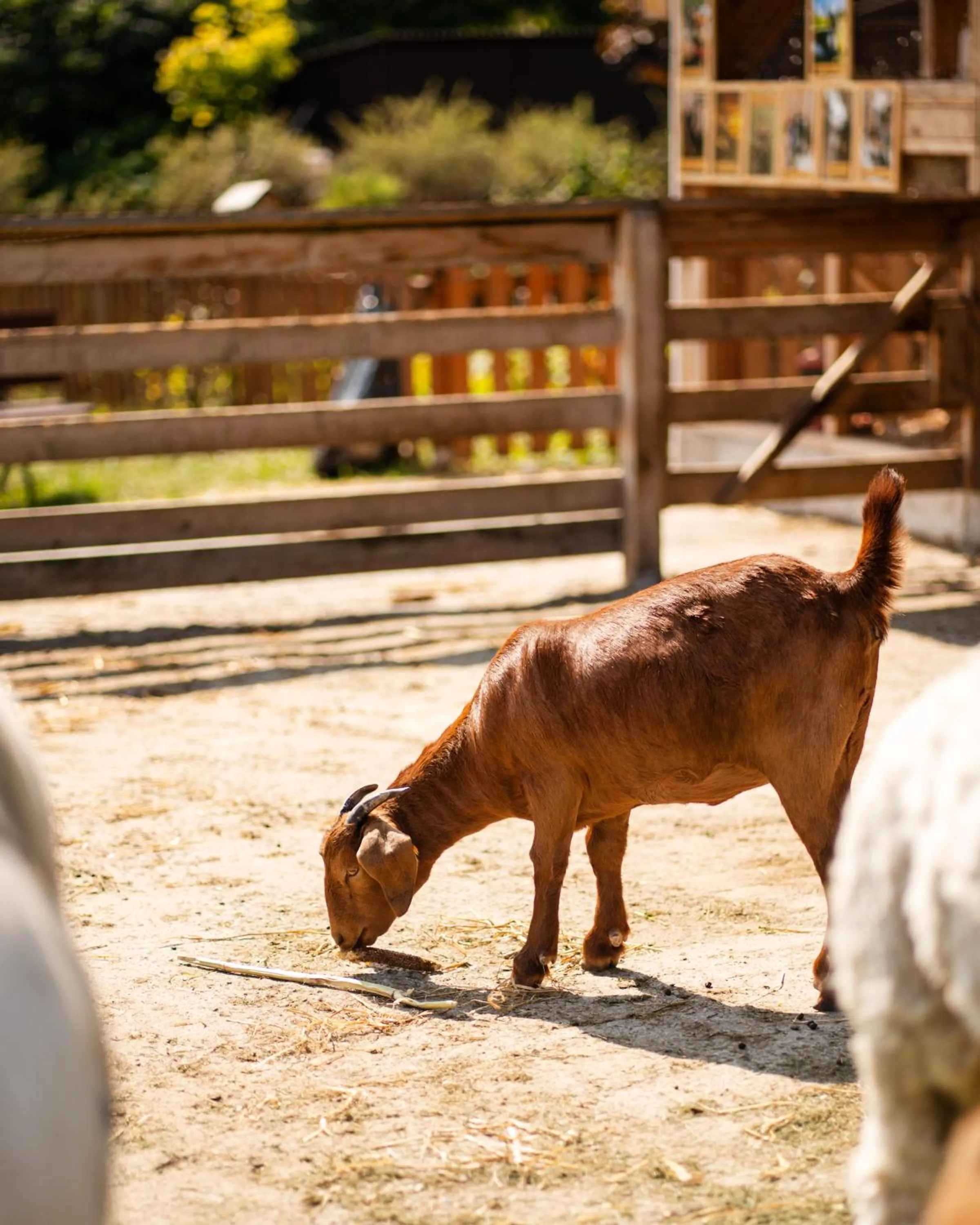 Garden in Dosłońce Resort Wellness & Farm
