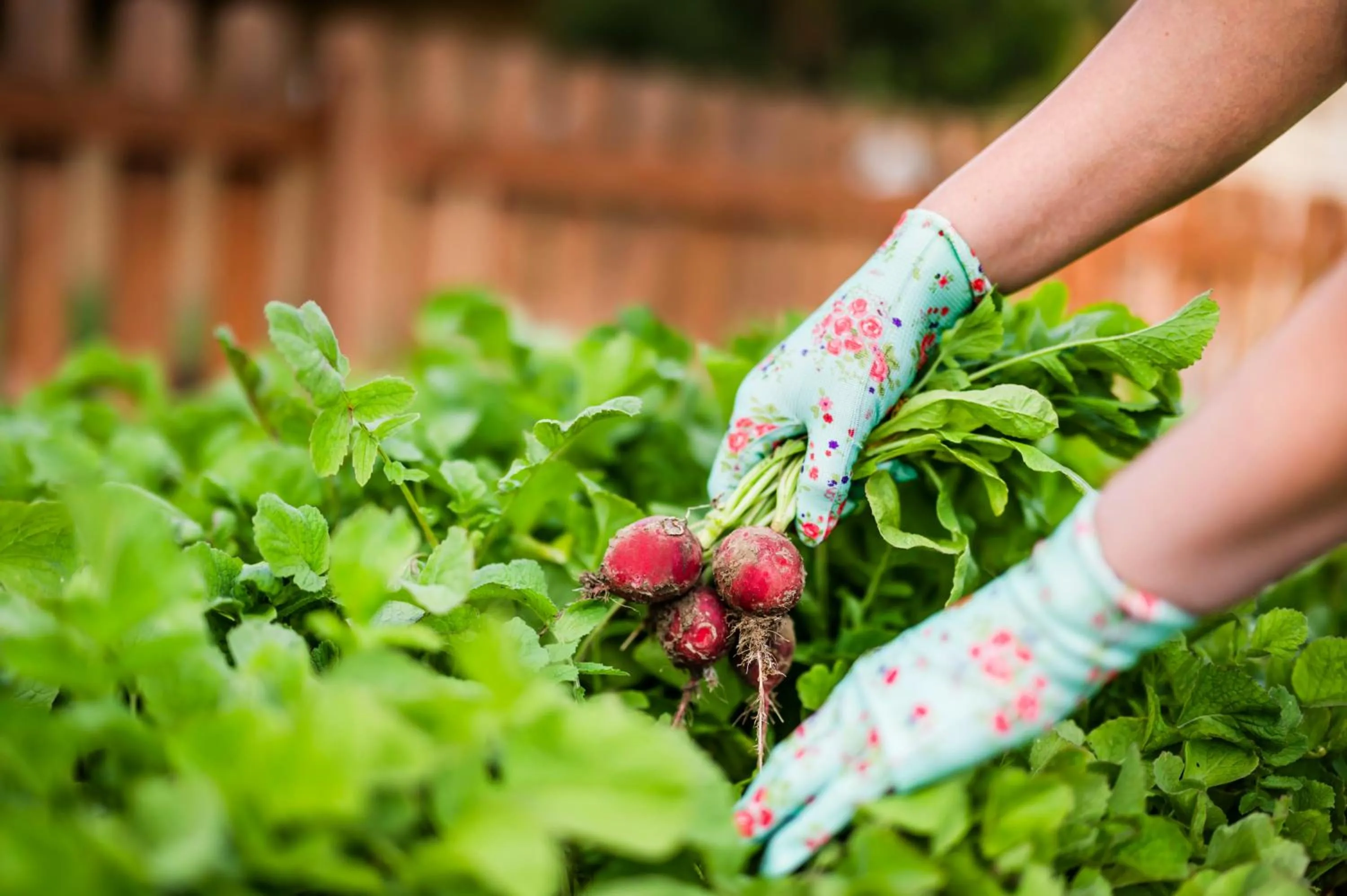 Garden in Dosłońce Resort Wellness & Farm