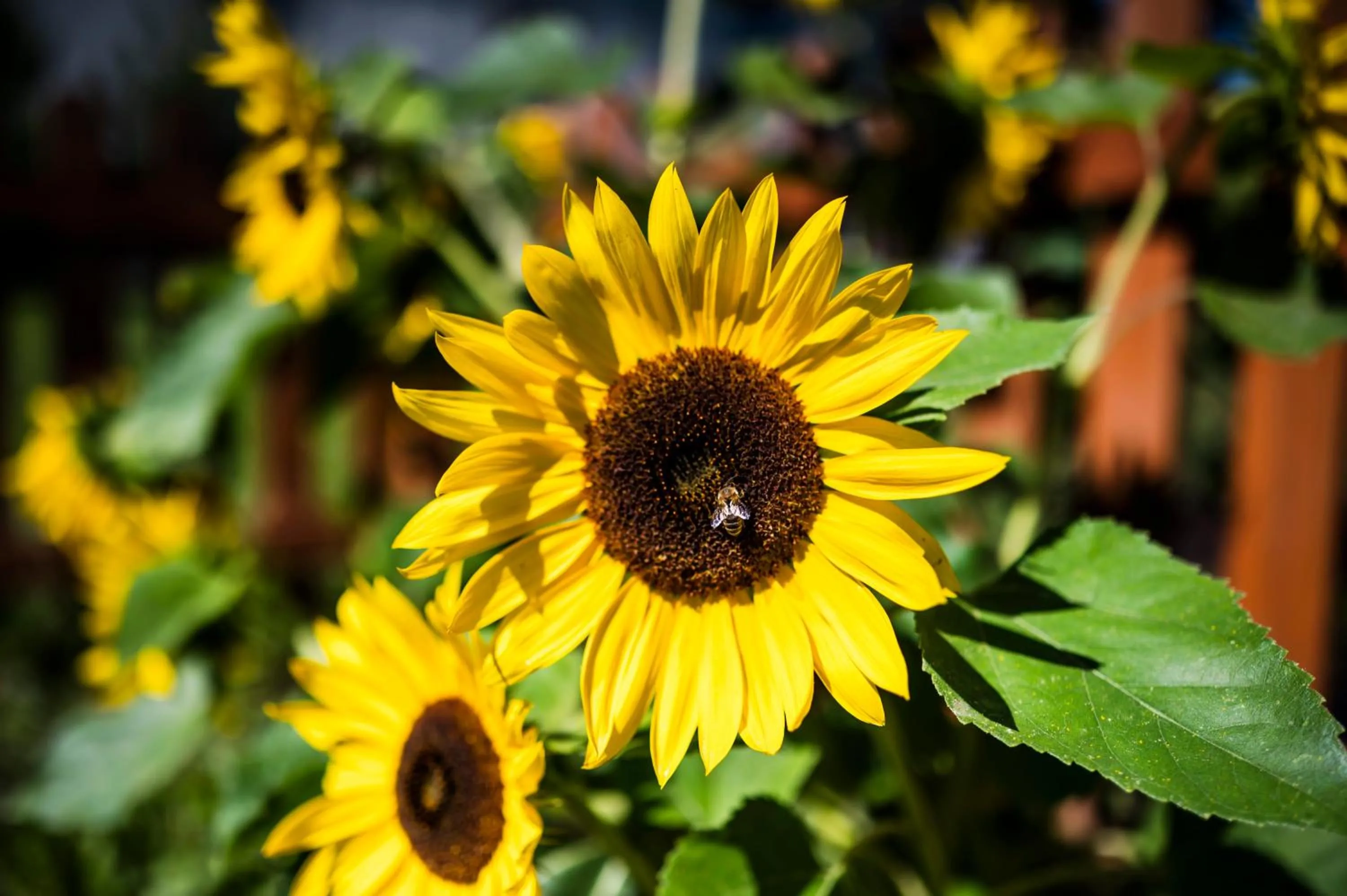 Garden in Dosłońce Resort Wellness & Farm