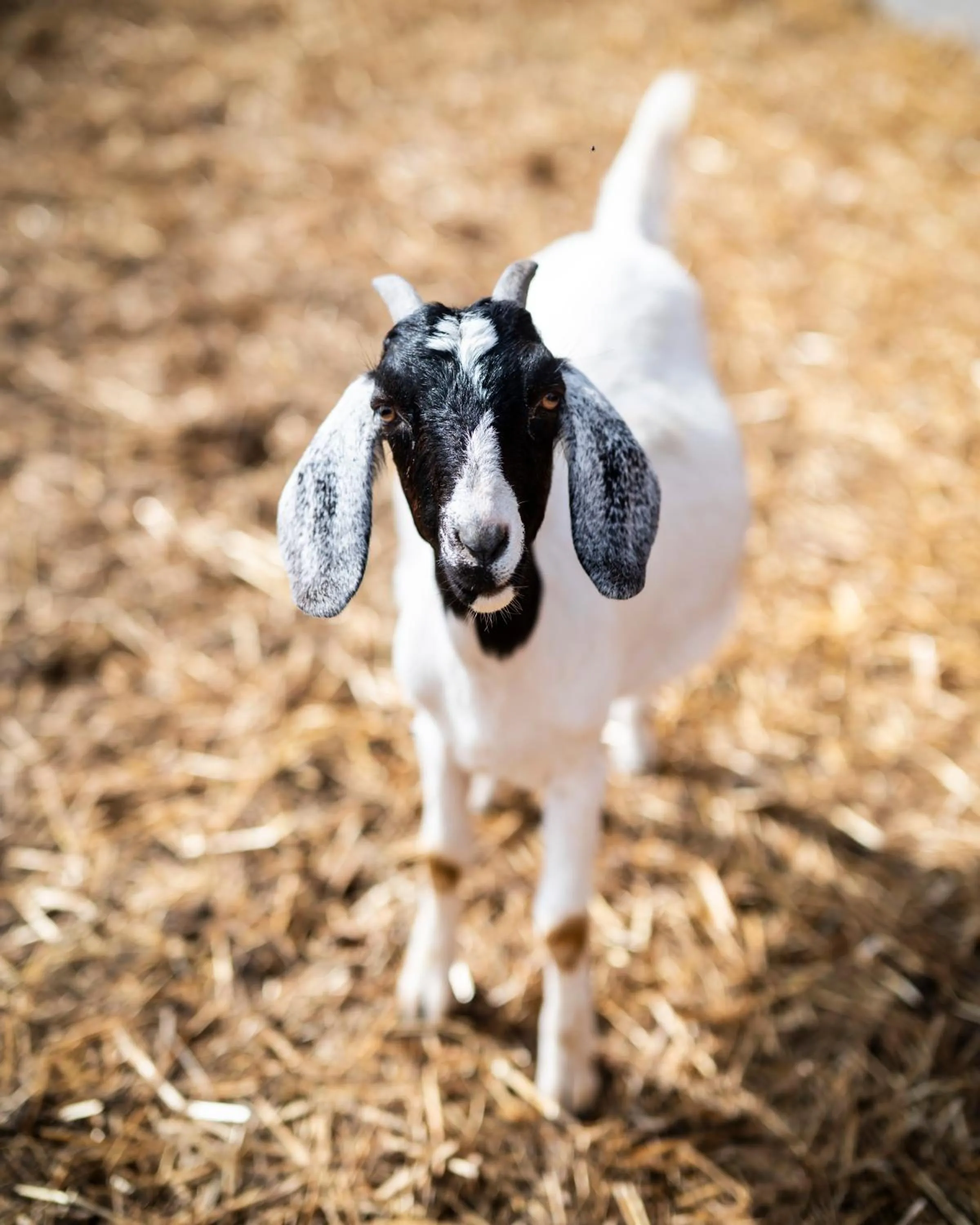 Garden in Dosłońce Resort Wellness & Farm
