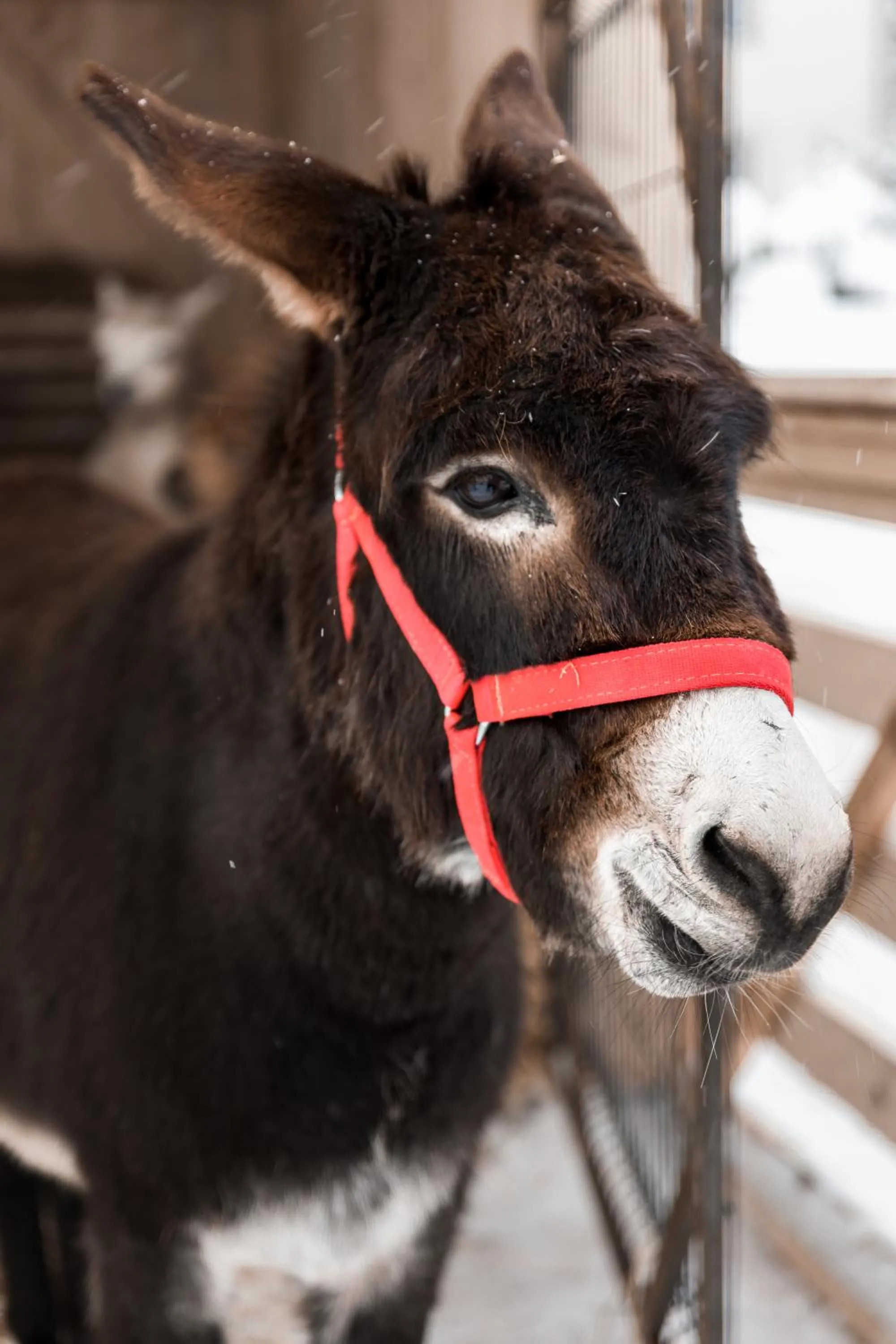 Garden in Dosłońce Resort Wellness & Farm