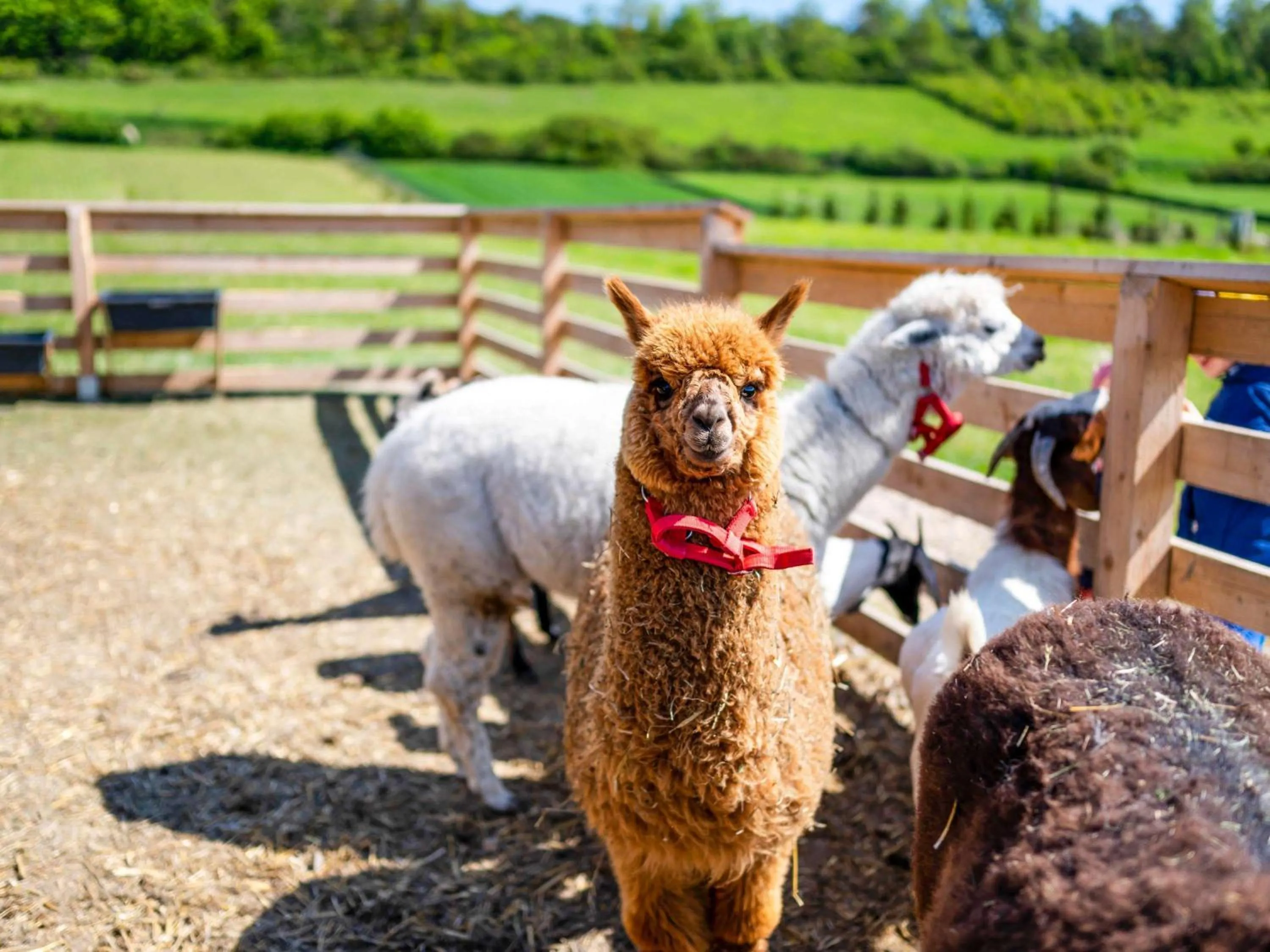 Property building in Dosłońce Resort Wellness & Farm