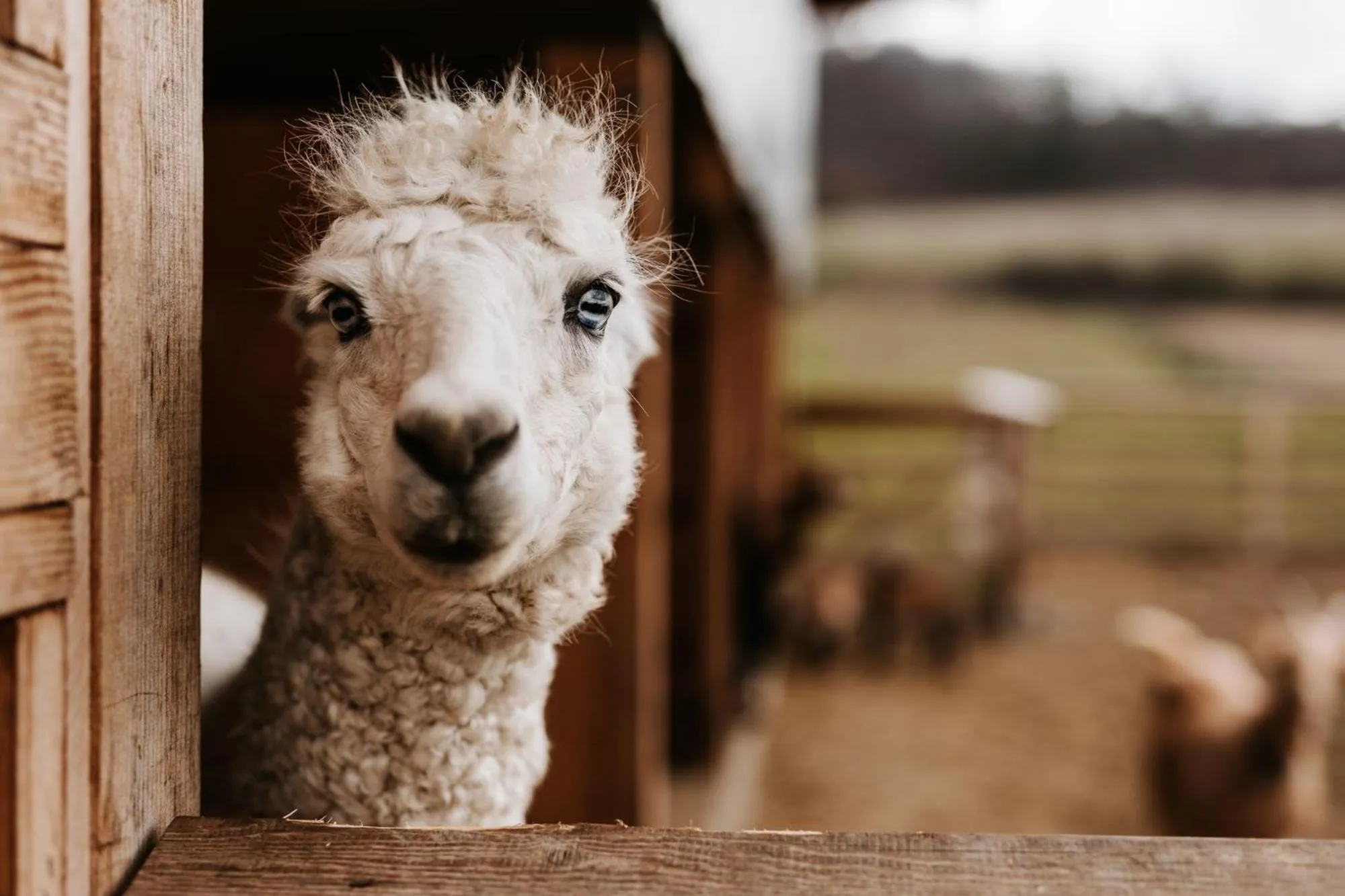 Garden in Dosłońce Resort Wellness & Farm