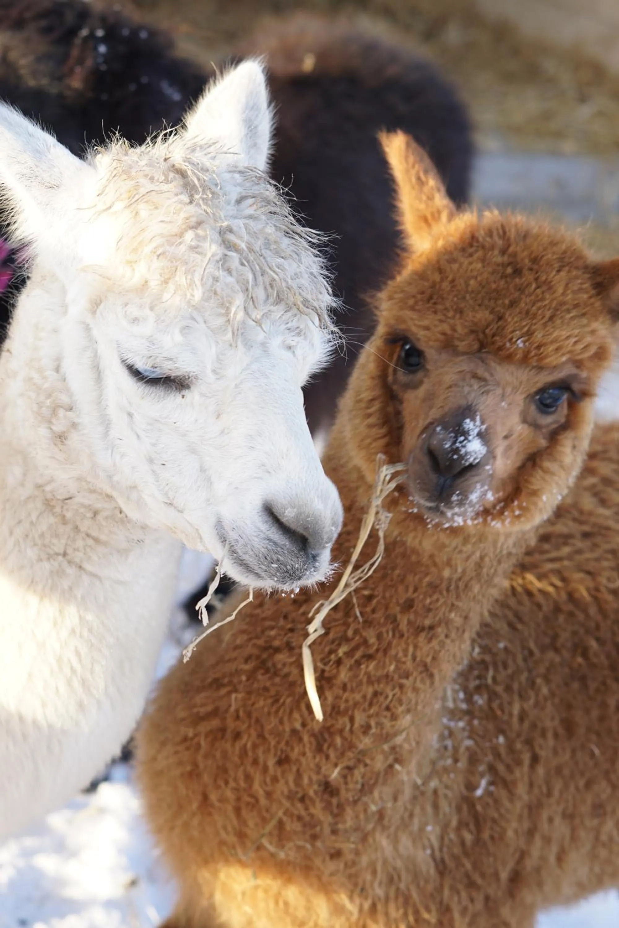 Animals in Dosłońce Resort Wellness & Farm