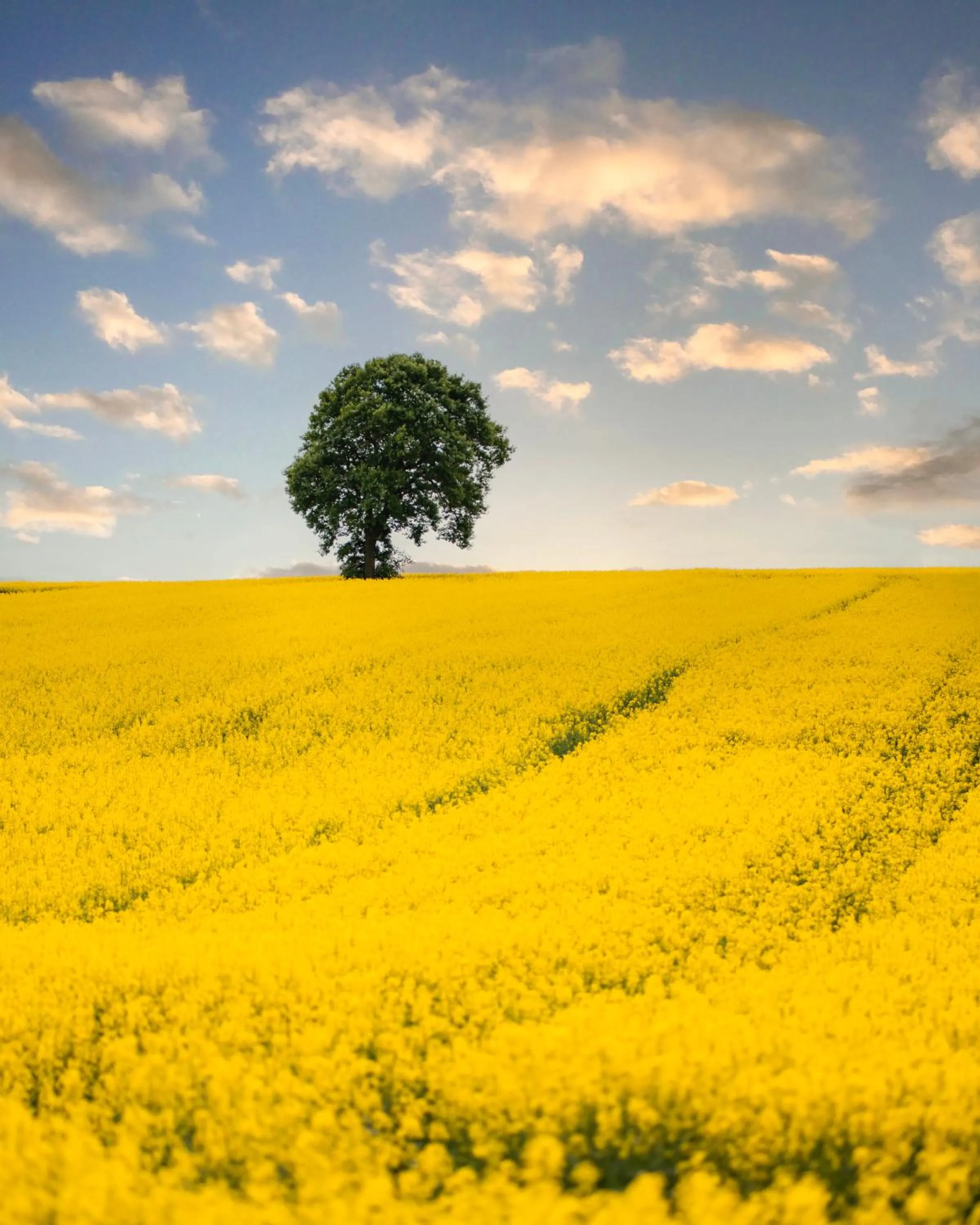 Dosłońce Resort Wellness & Farm
