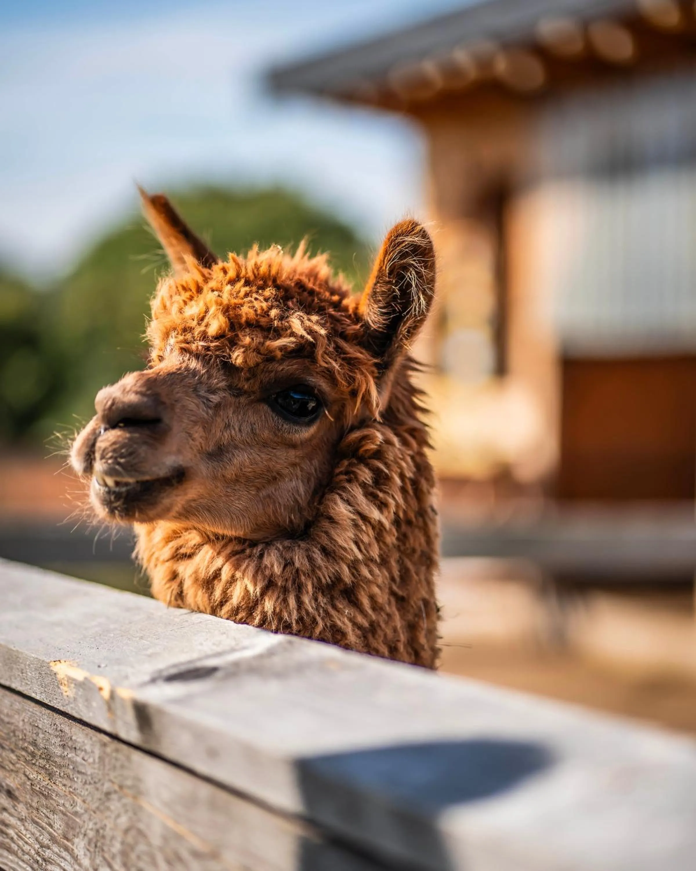 Garden in Dosłońce Resort Wellness & Farm