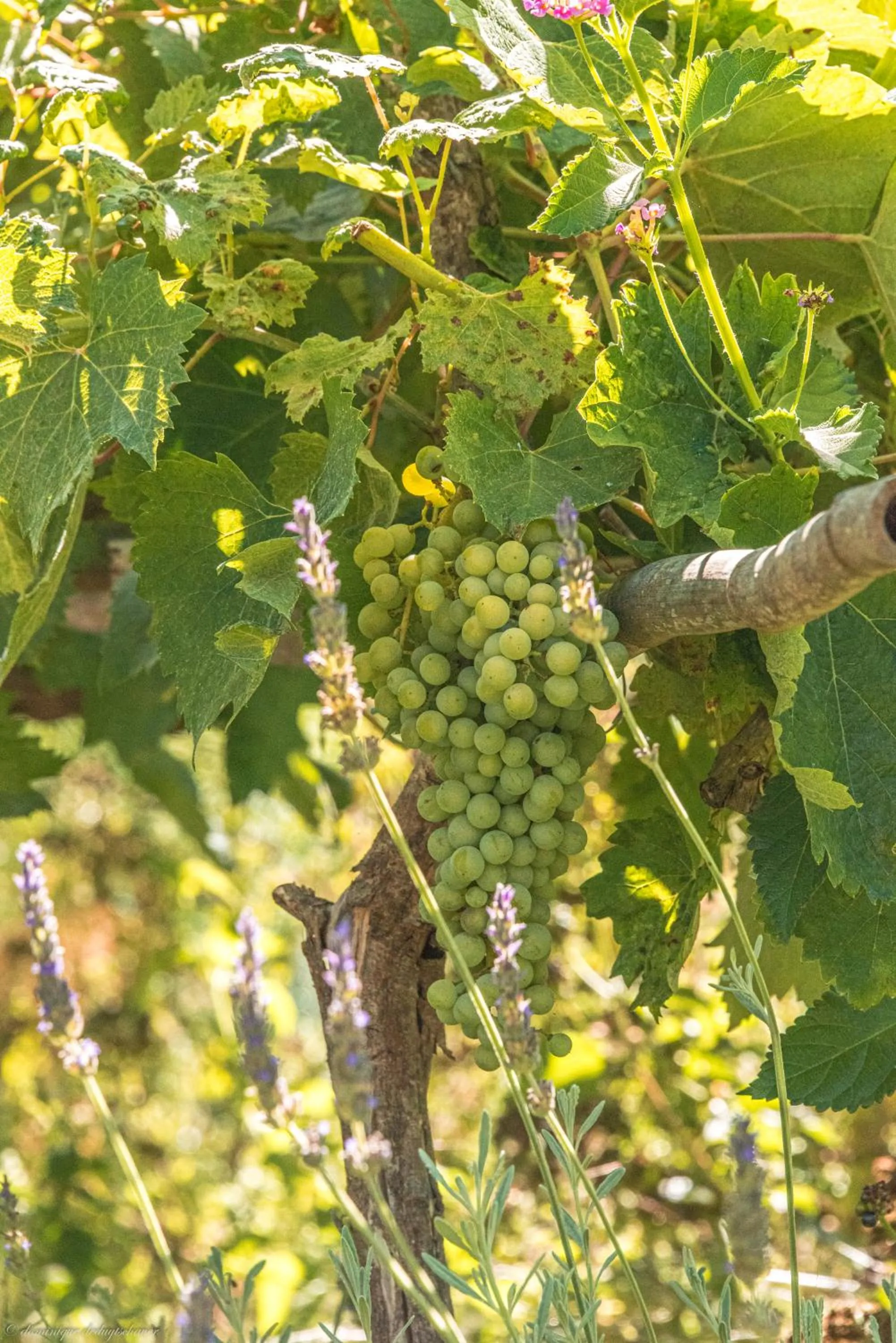 Garden in Castelli Hotel-Adults Only