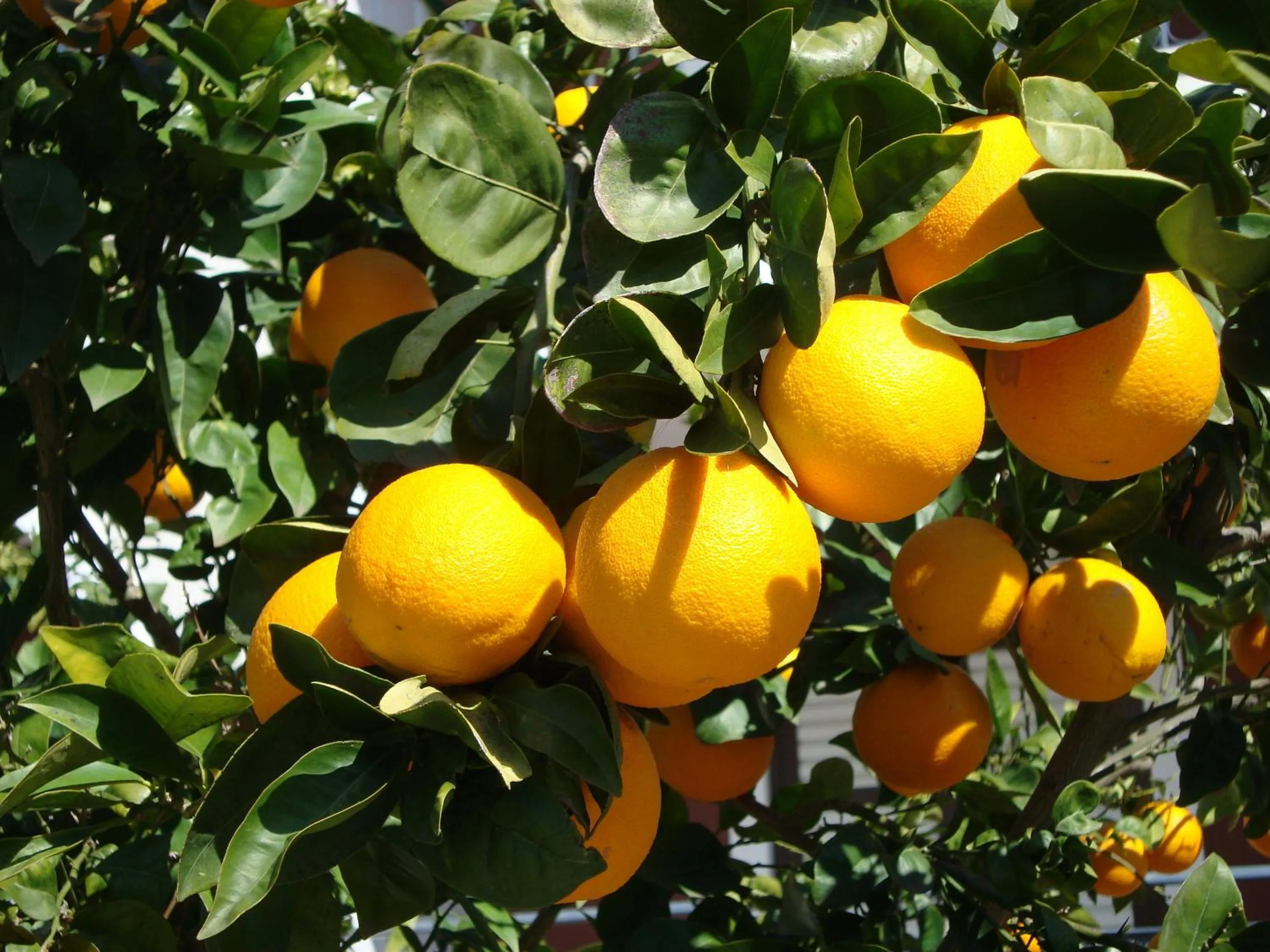 Garden in Castelli Hotel-Adults Only