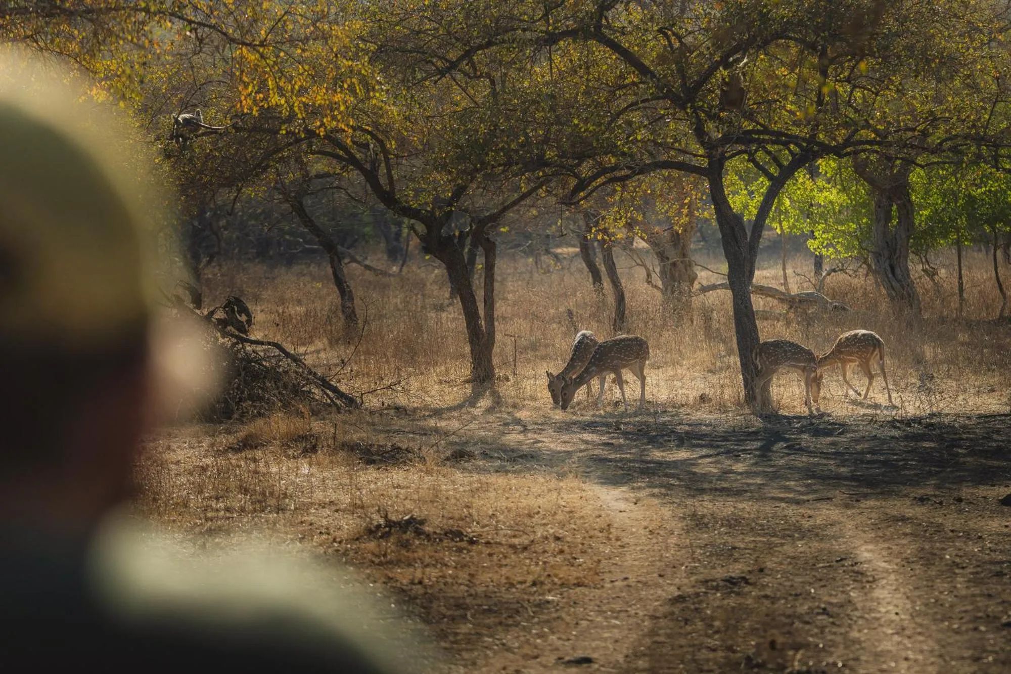 Natural landscape in Woods at Sasan
