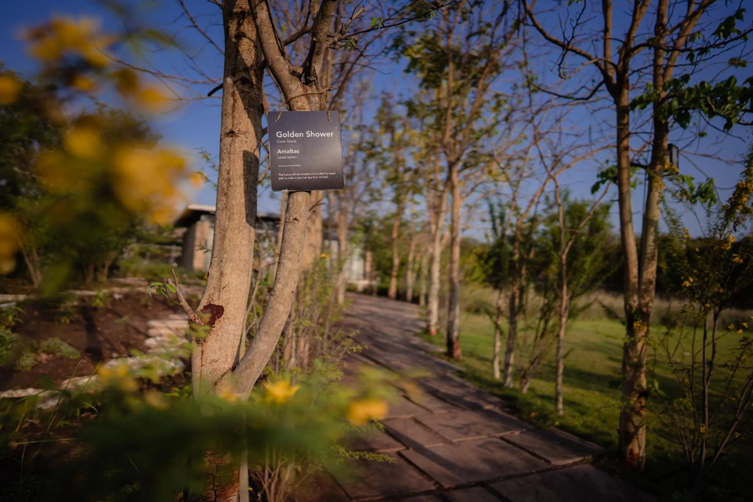 Garden view in Woods at Sasan