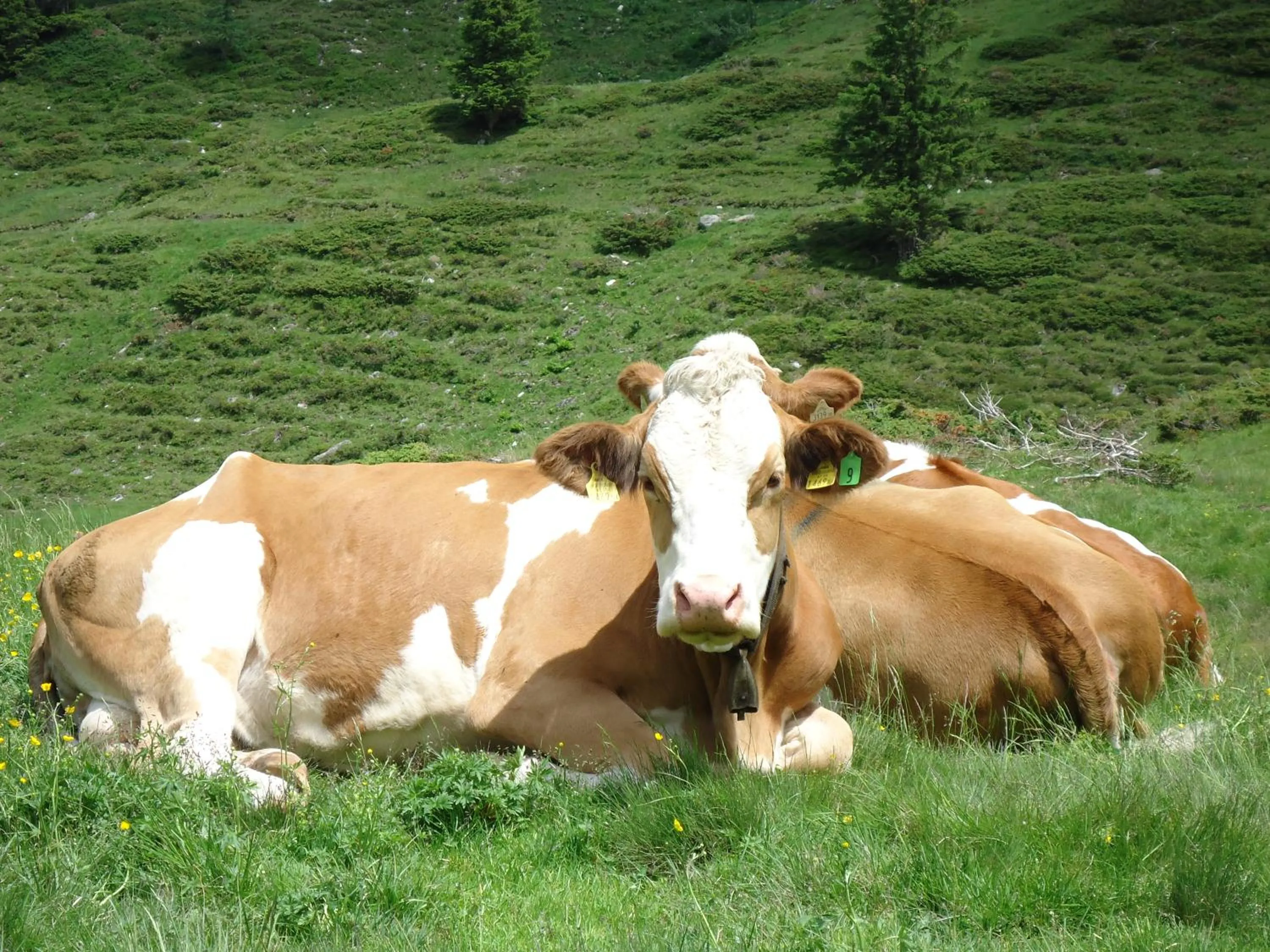 Natural landscape in Haus Groder