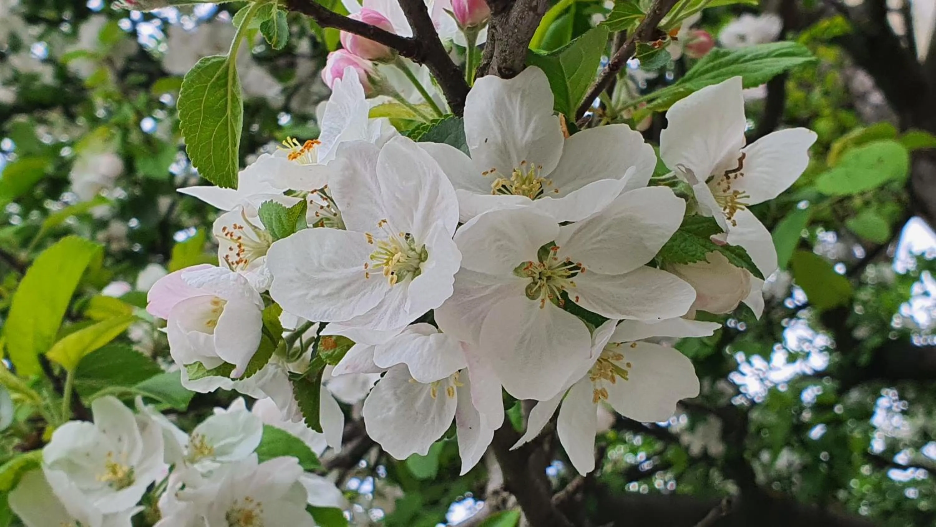 Spring in Popcorn Hostel