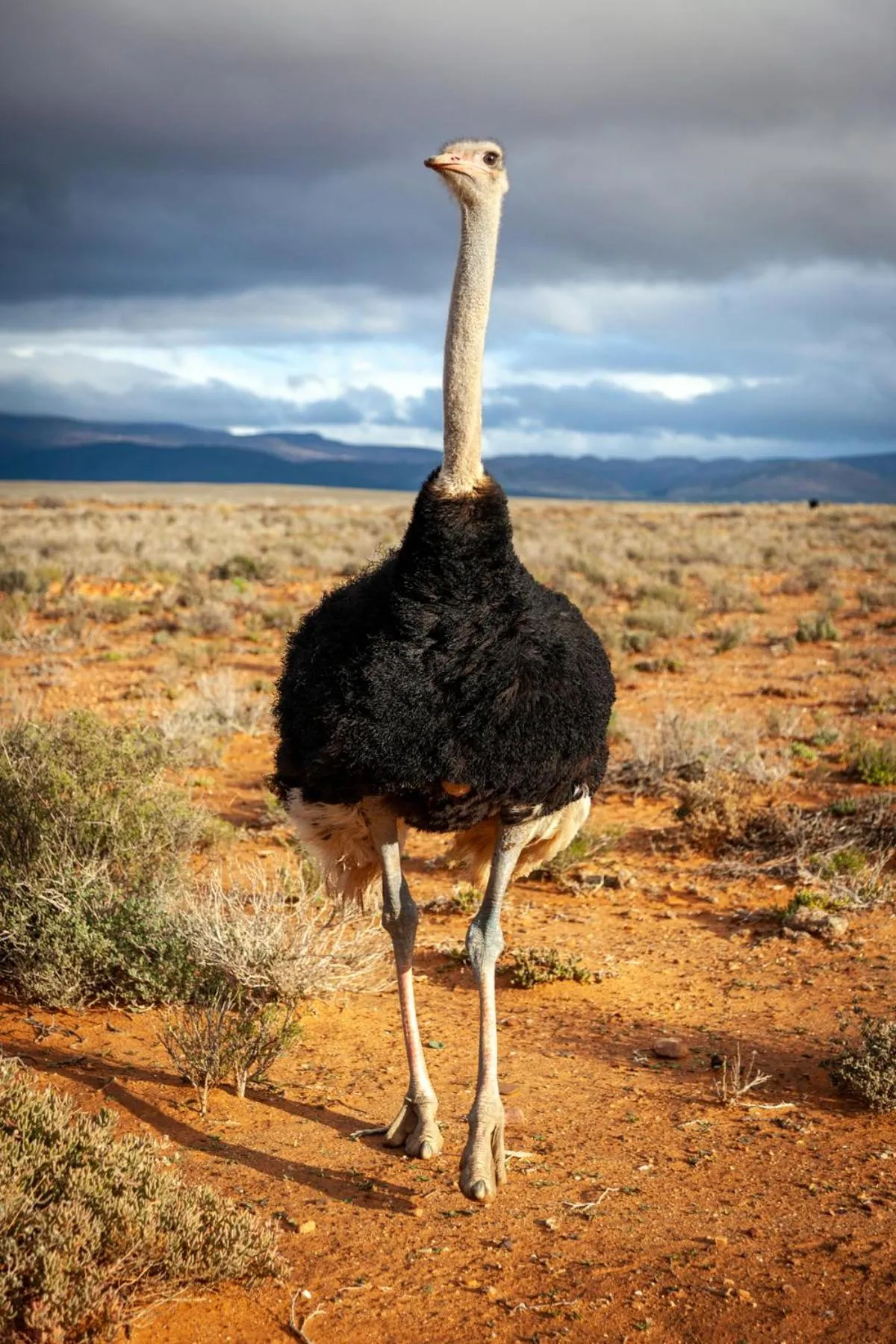 Animals in Inverdoorn Game Reserve Lodge
