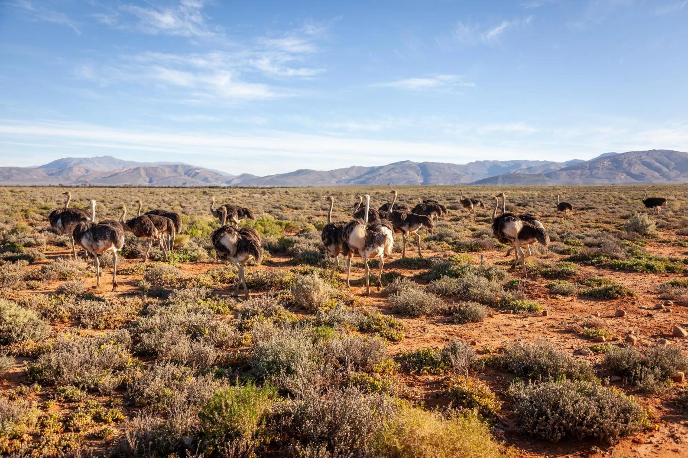 Animals in Inverdoorn Game Reserve Lodge