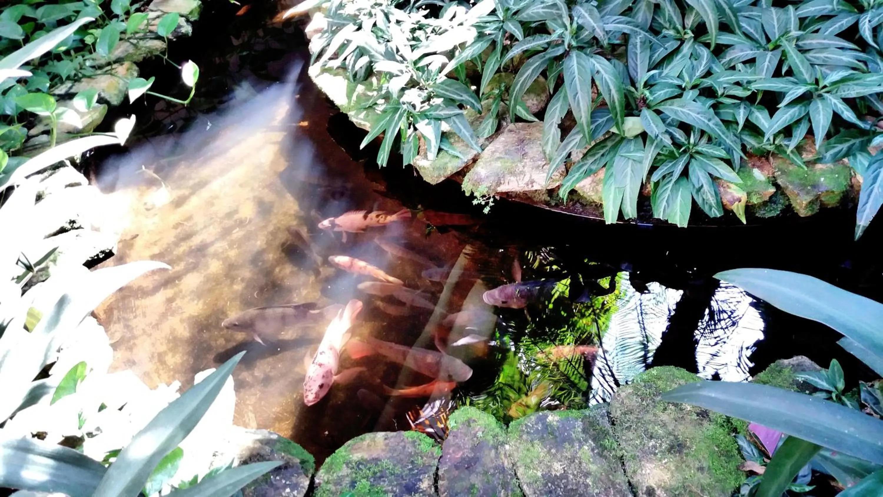 Garden in Pousada Villa Harmonia