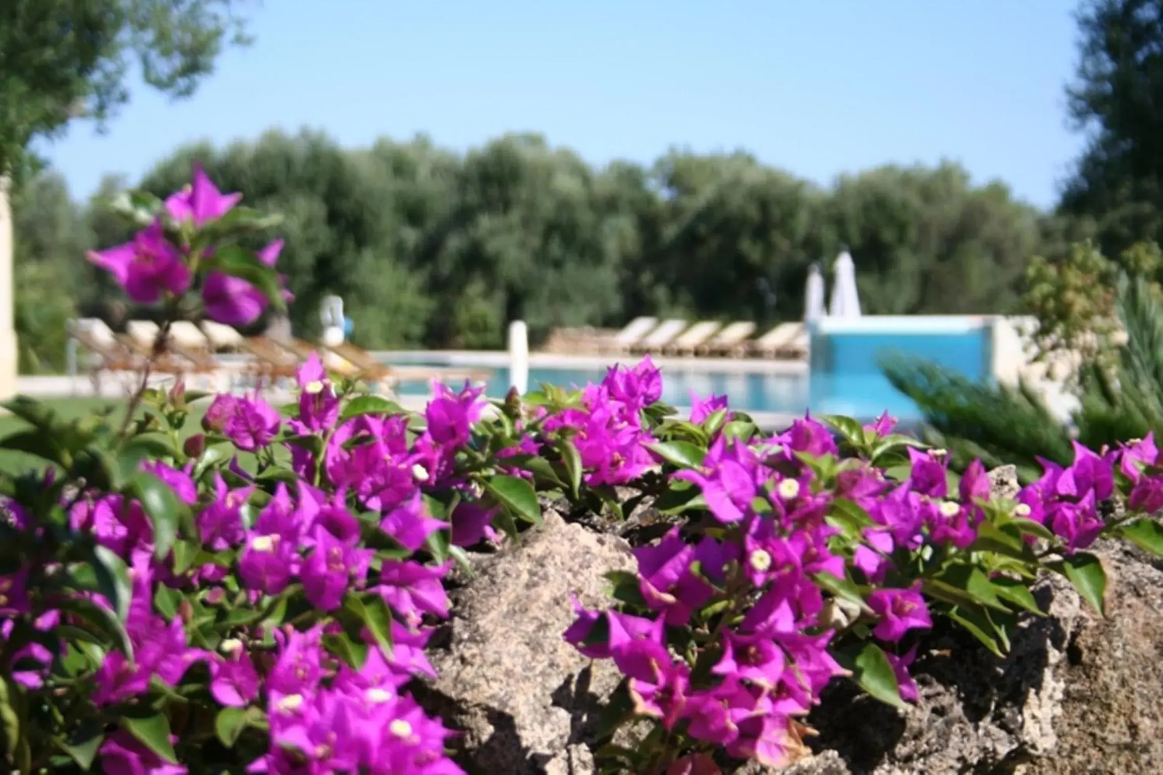 Pool view in Tenuta Monacelli Lecce Pool view in Tenuta Monacelli Lecce