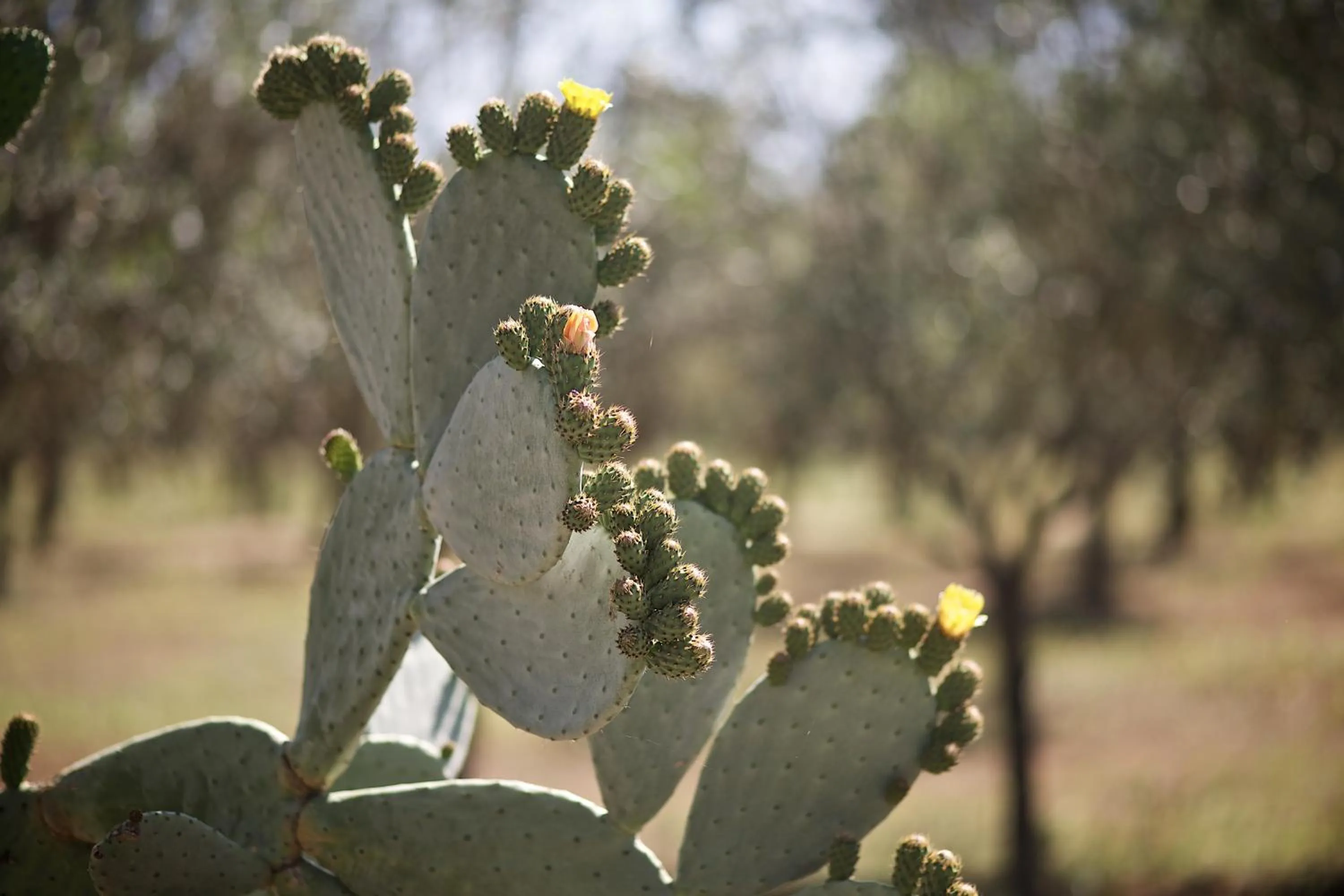 Garden in Tenuta Monacelli Lecce