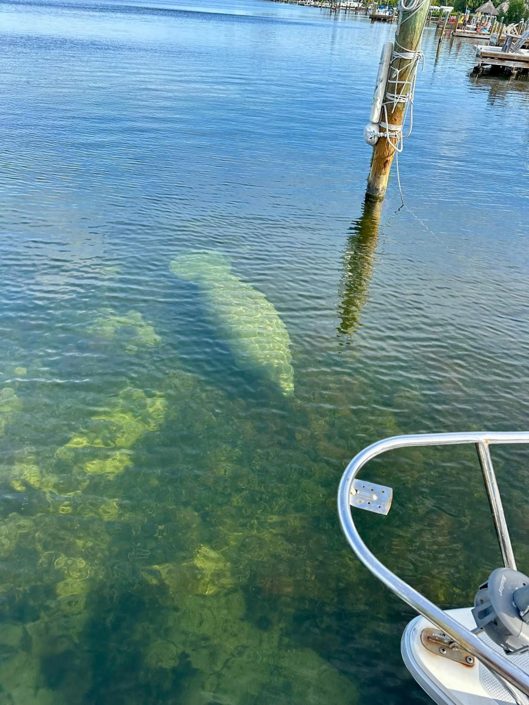 Animals in Key Largo Cottages