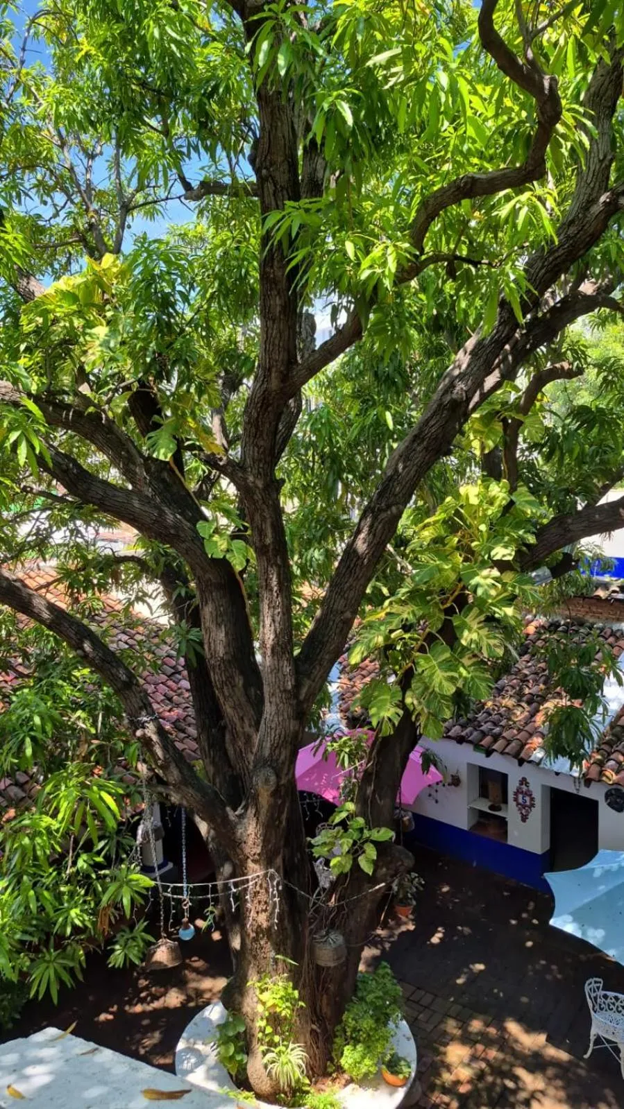 Garden view in Hotel Mision, Acapulco centro
