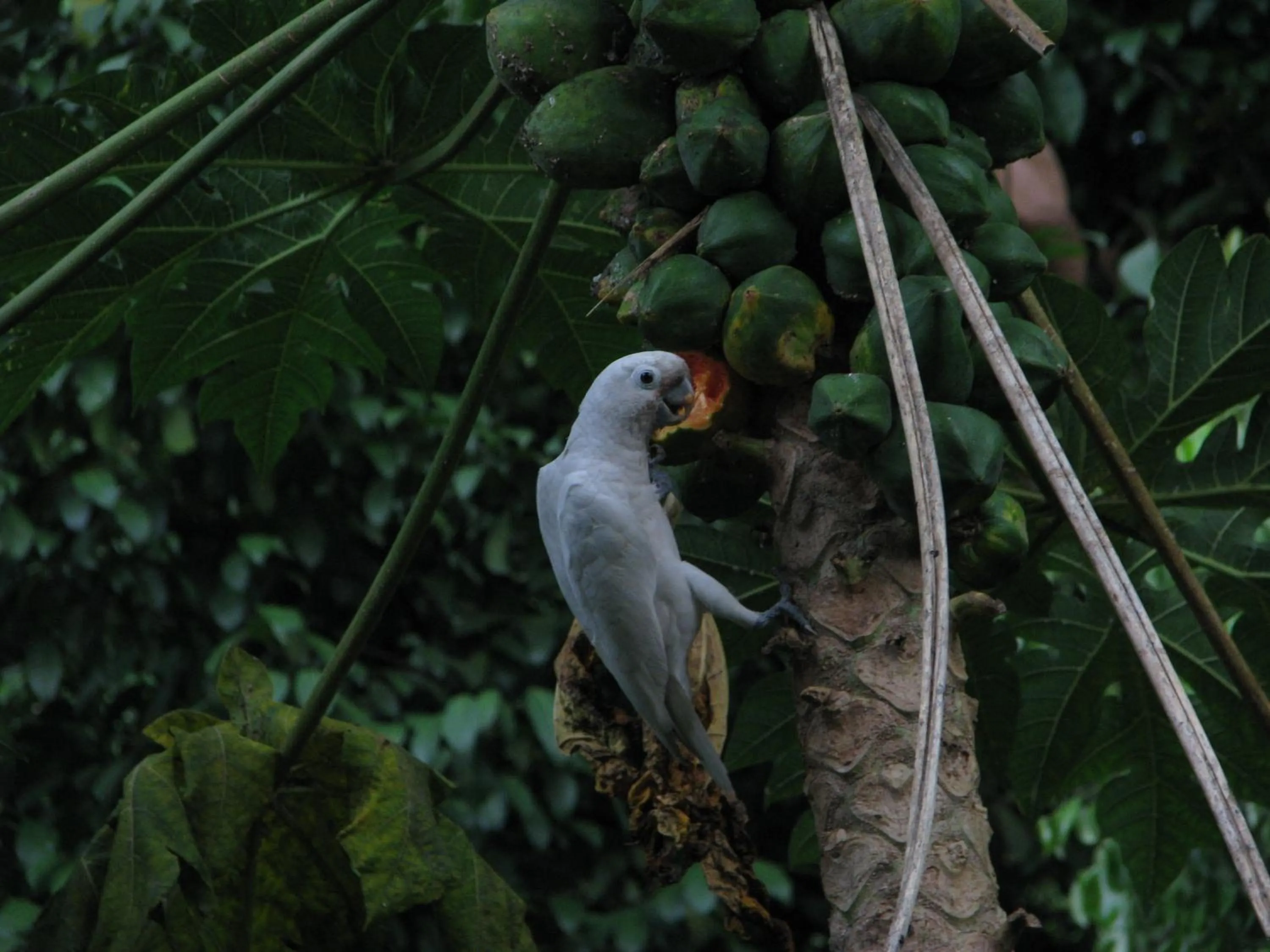 Animals in Siloso Beach Resort - Sentosa