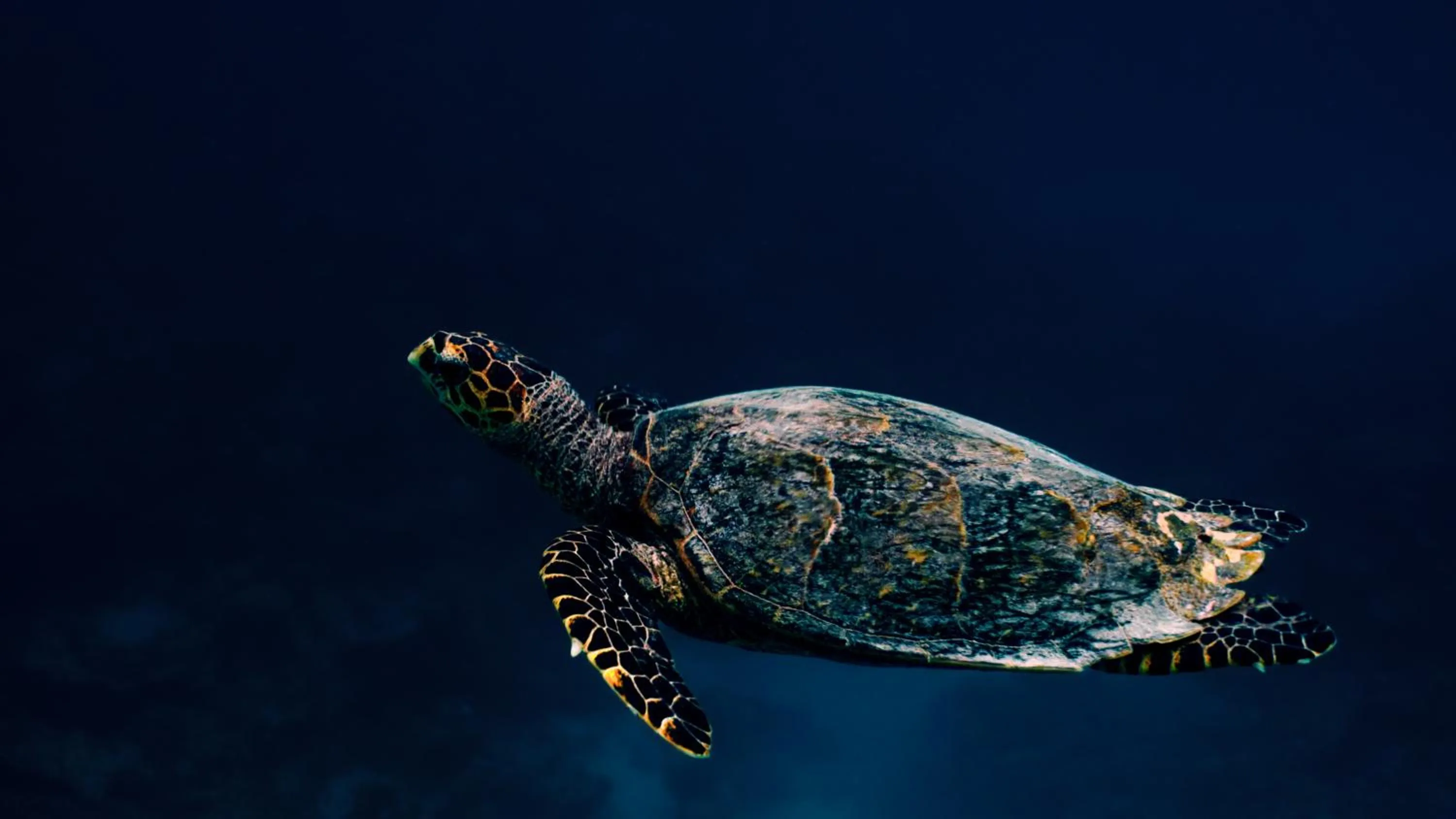 Sea view in Reethi Faru Resort