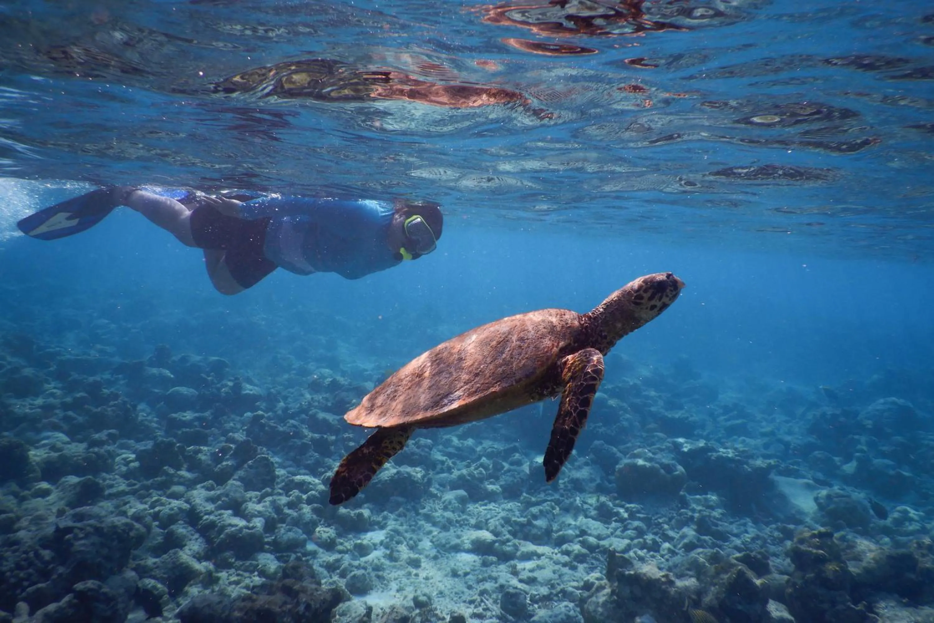 Diving in Reethi Faru Resort - Stay 5 Nights or more Between Aug to Oct 2025 & Enjoy a Free Sunset Cruise