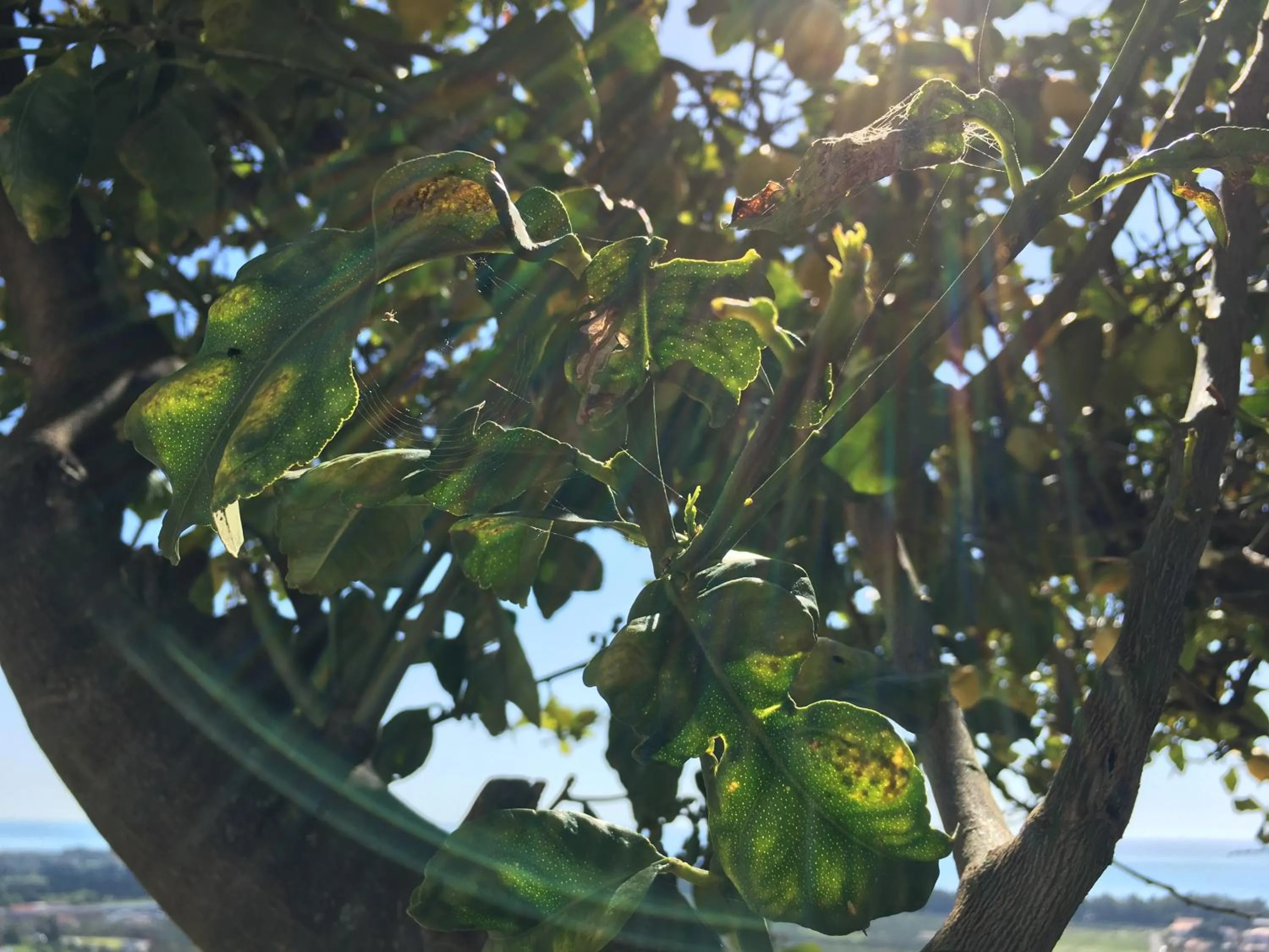 Don Giacchì Country House