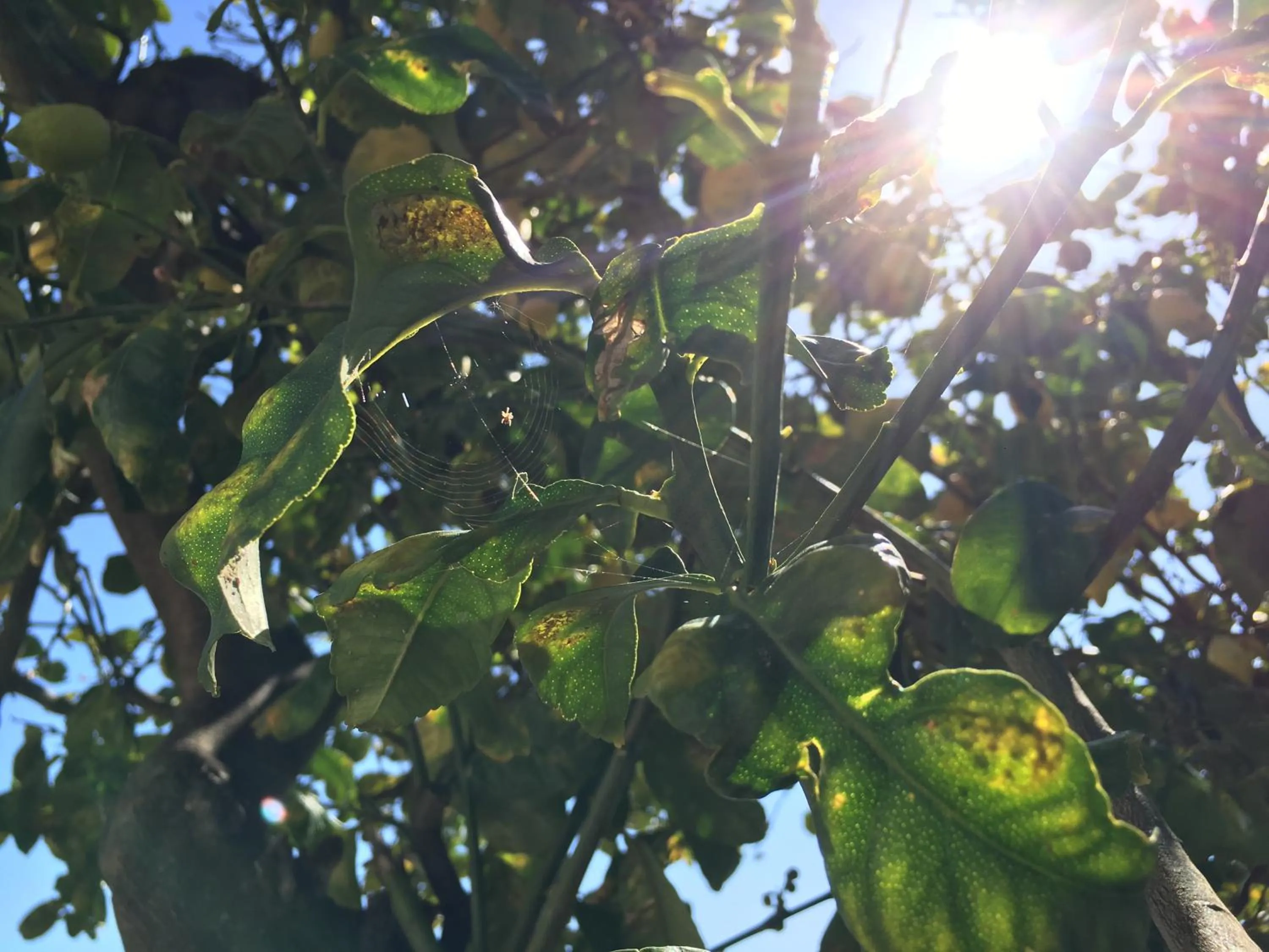 Spring in Don Giacchì Country House
