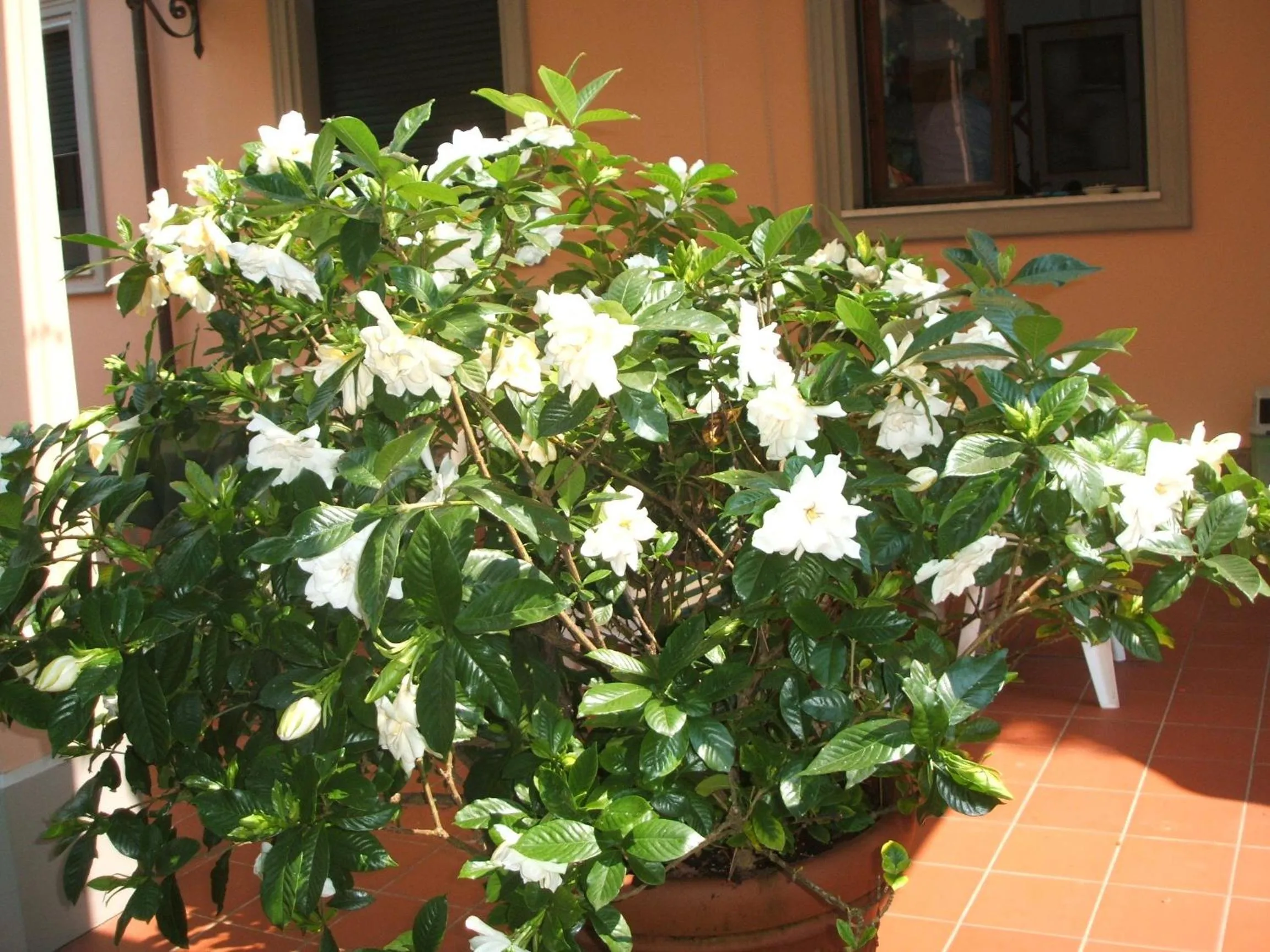Facade/entrance in Hotel Astor Victoria