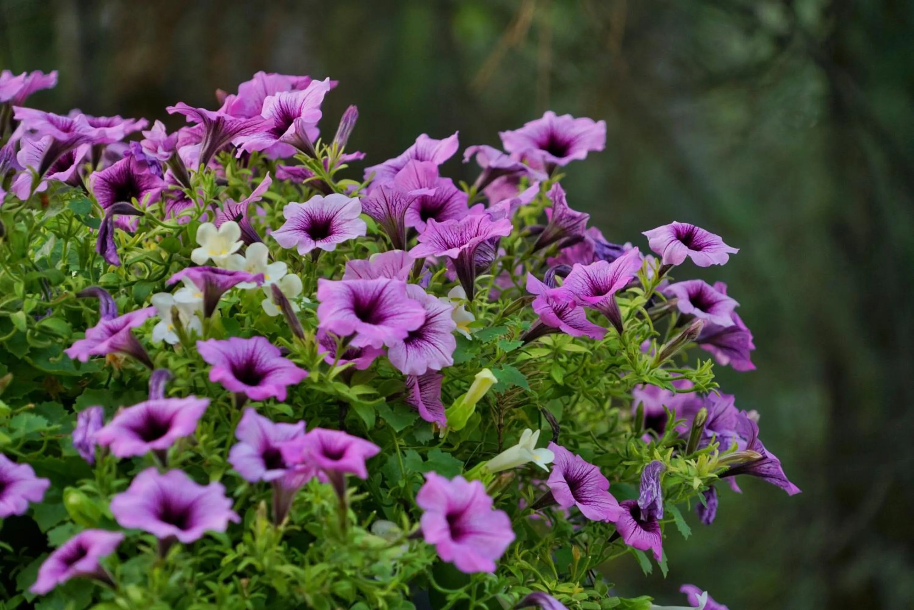 Garden in Deer Ridge B&B