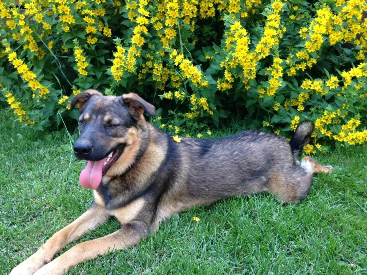 Pets in Deer Ridge B&B