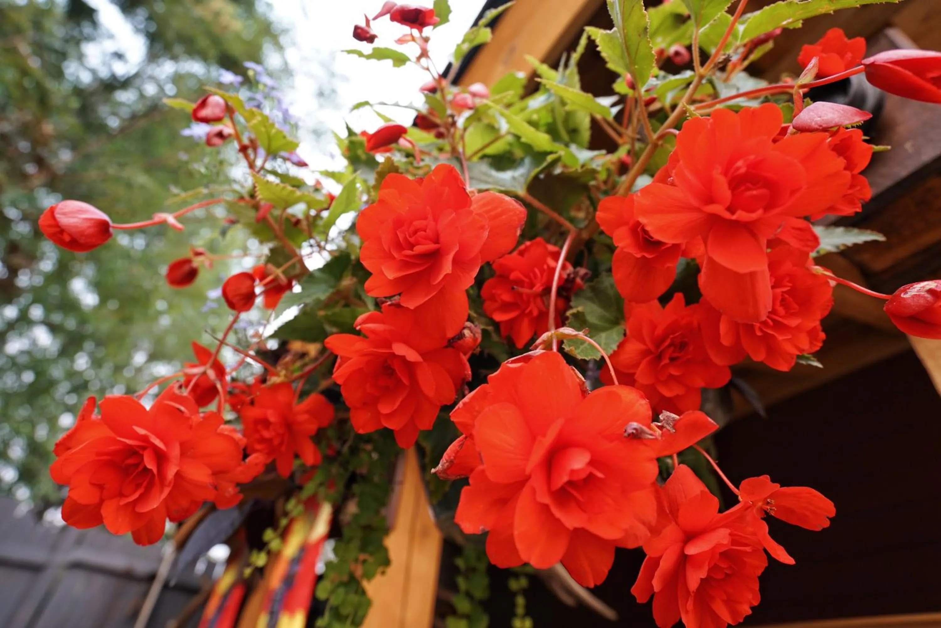 Garden in Deer Ridge B&B