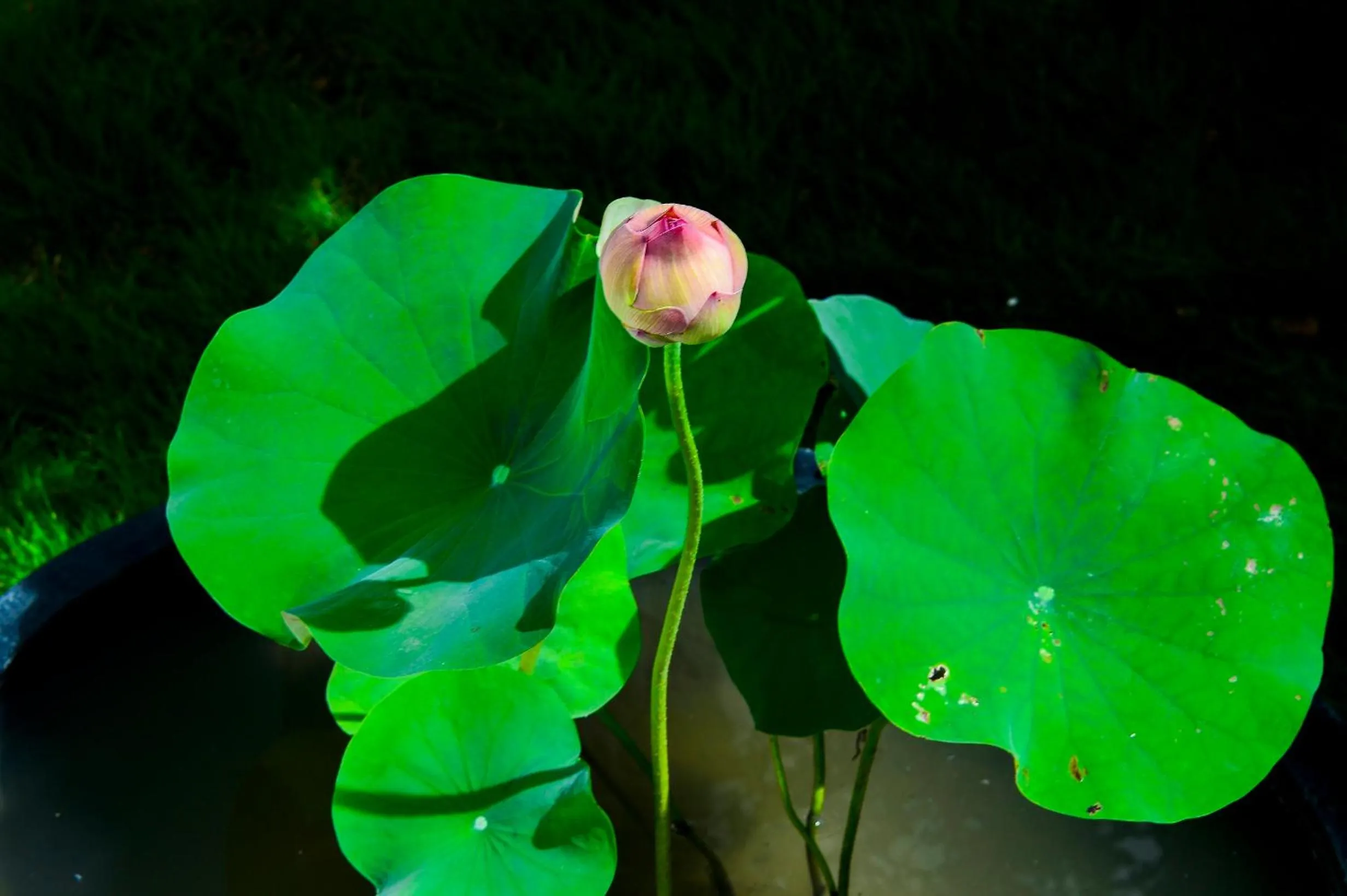 Begonia B&B