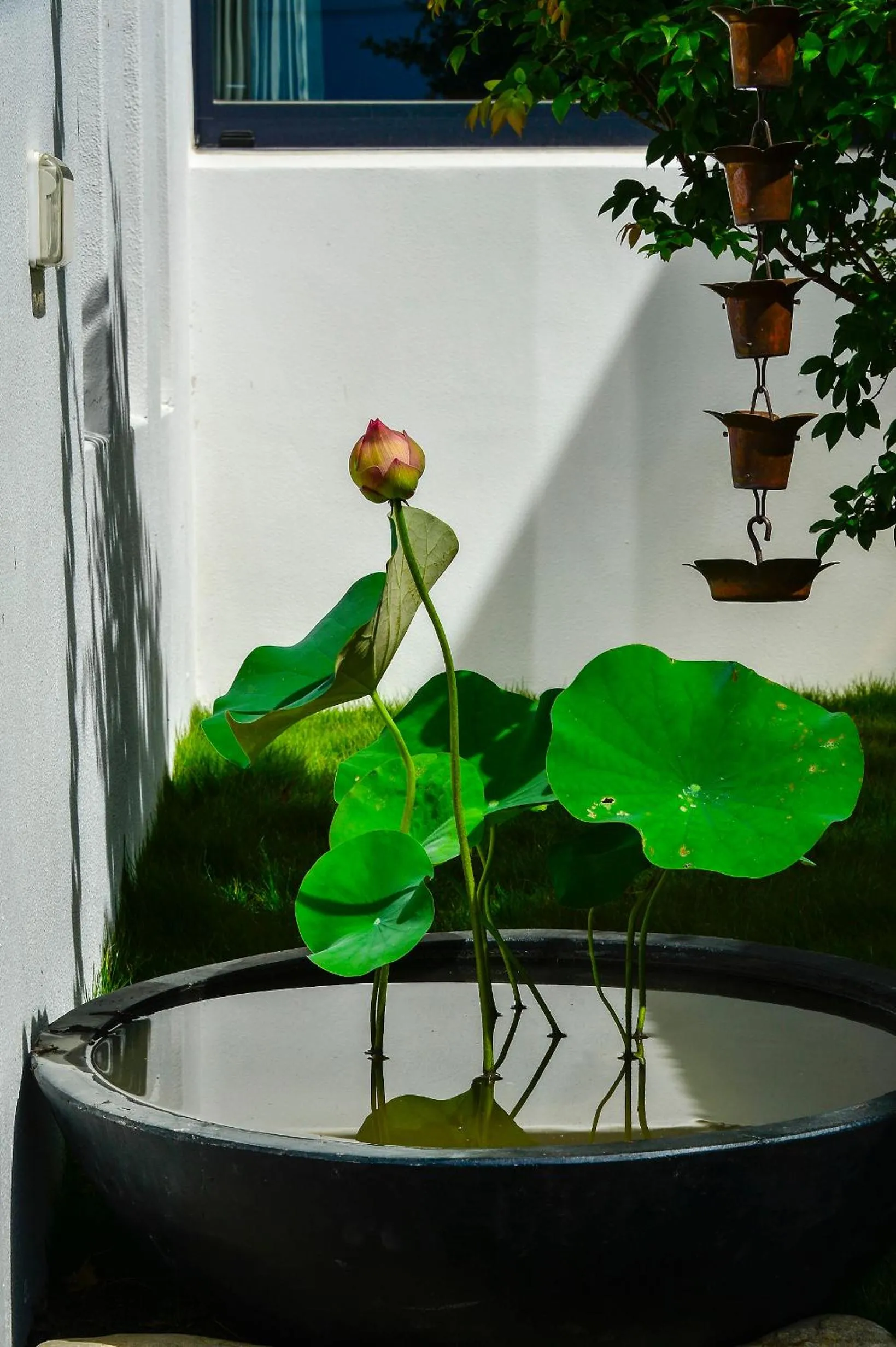 Begonia B&B