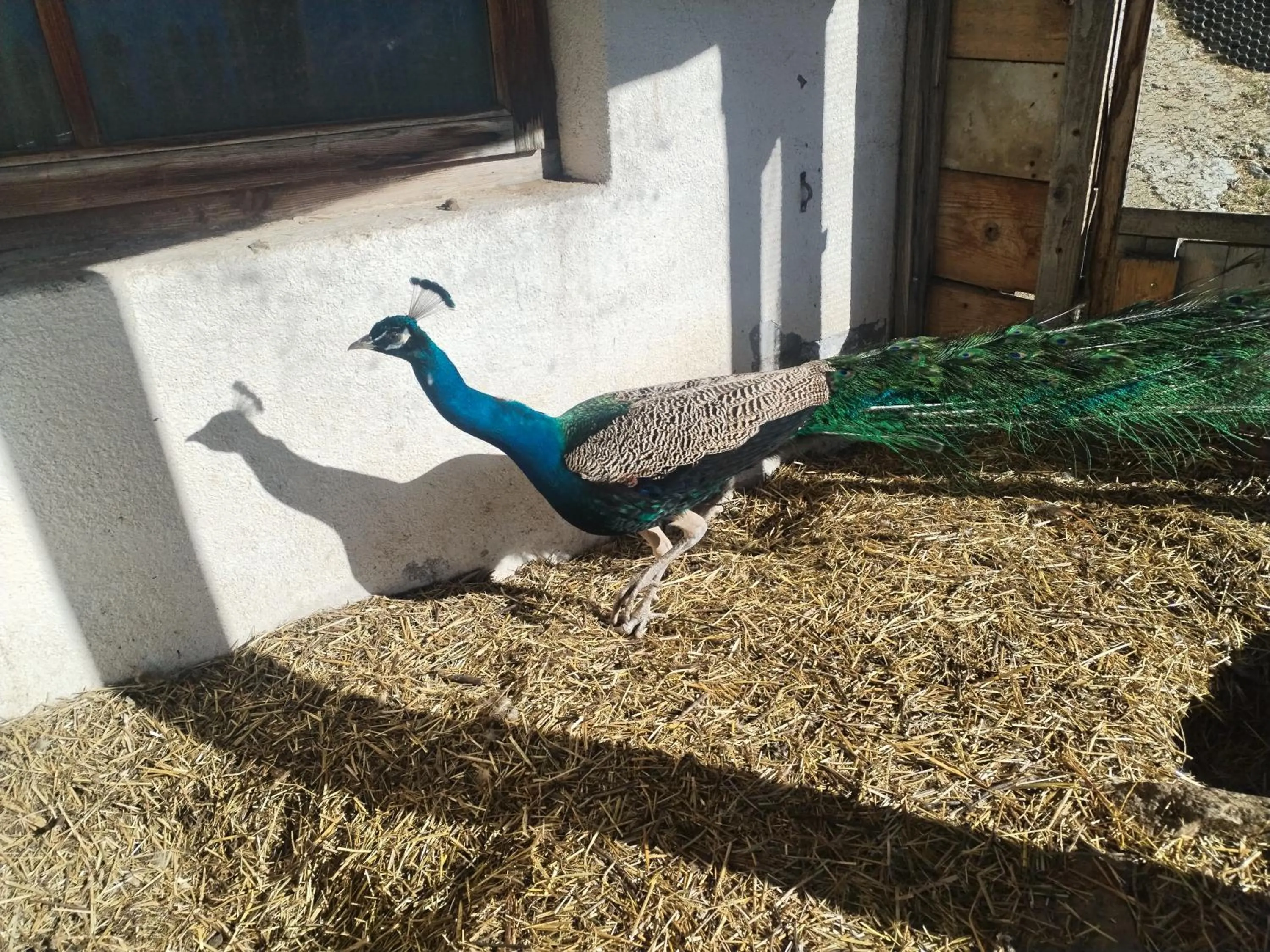 Animals in Greiterhof Partschins