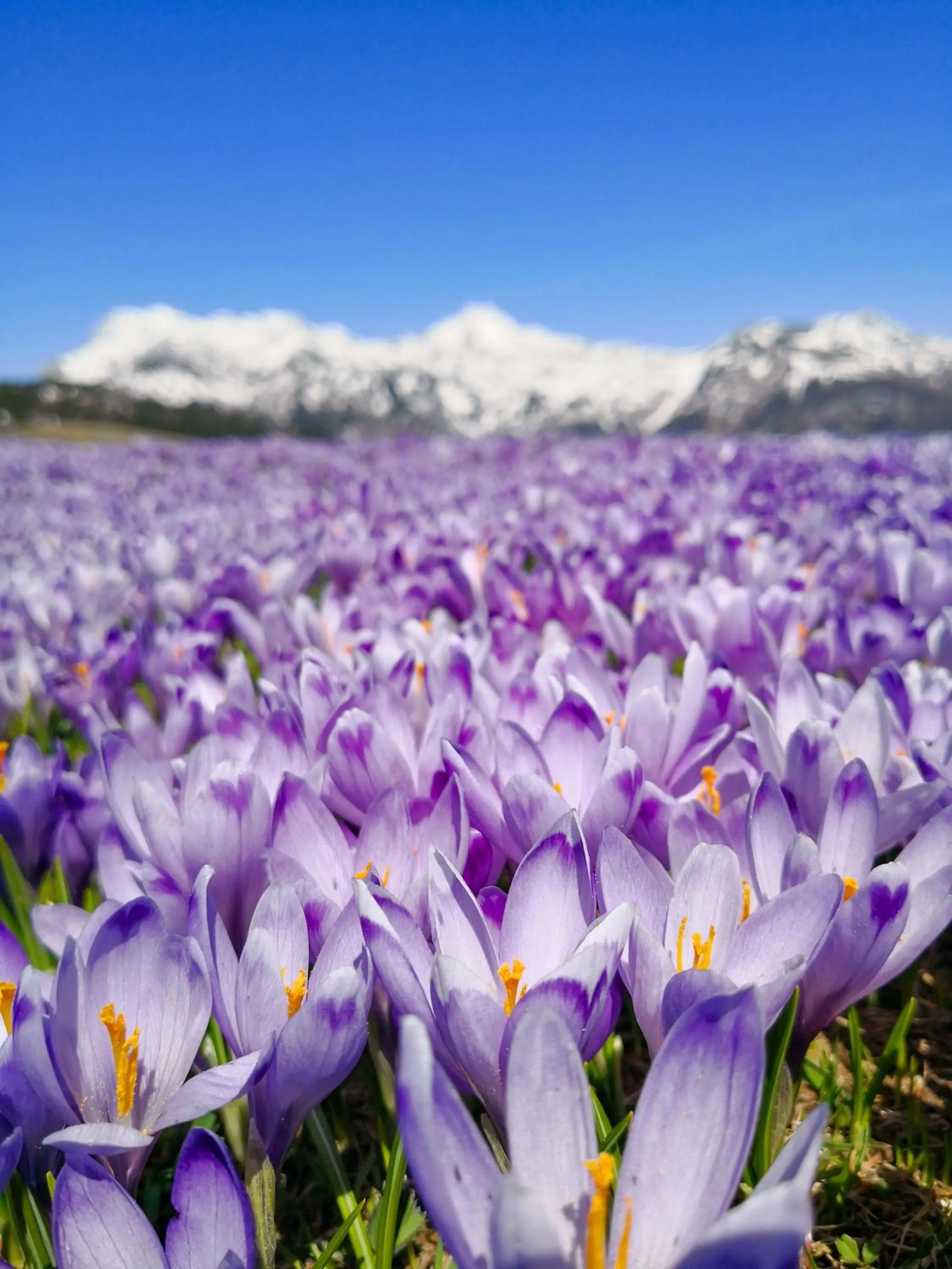 Koča Bistra - Velika planina