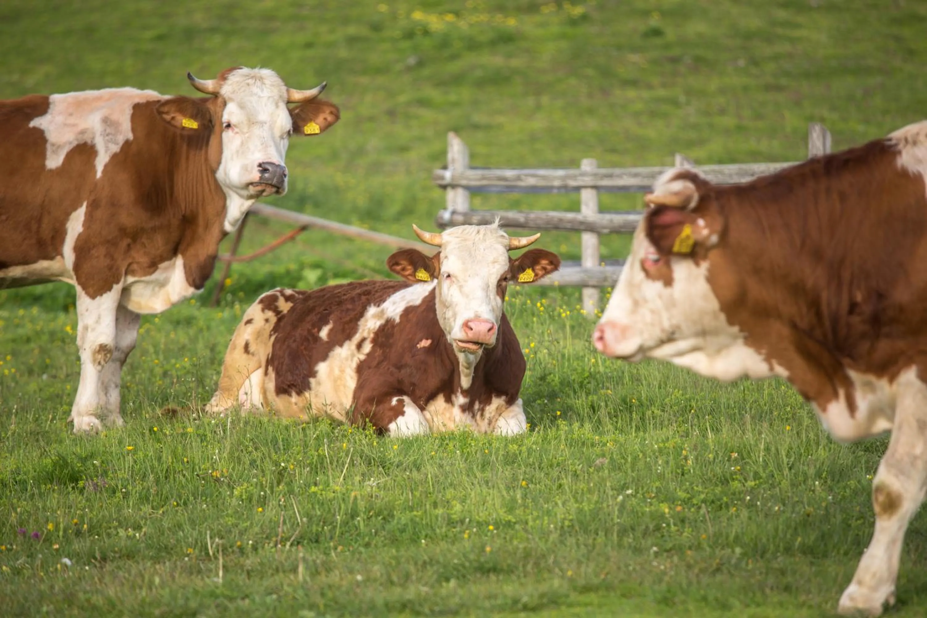 Day in Koča Bistra - Velika planina