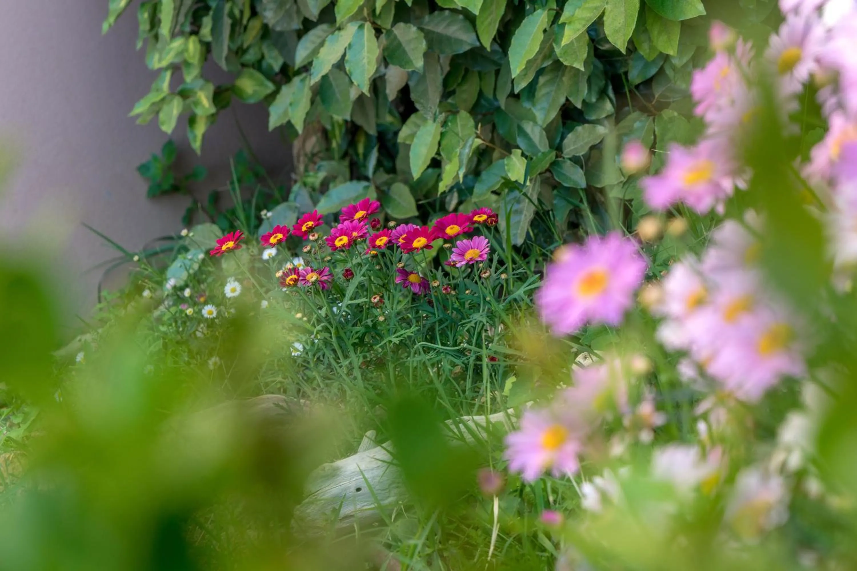 Garden in Stella in the Village Suites