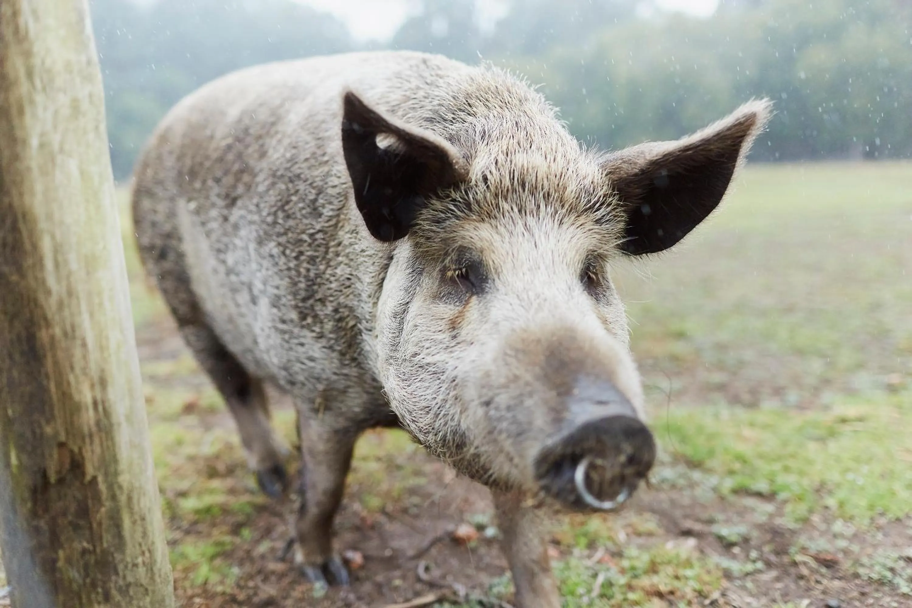 Animals in RAC Karri Valley Resort