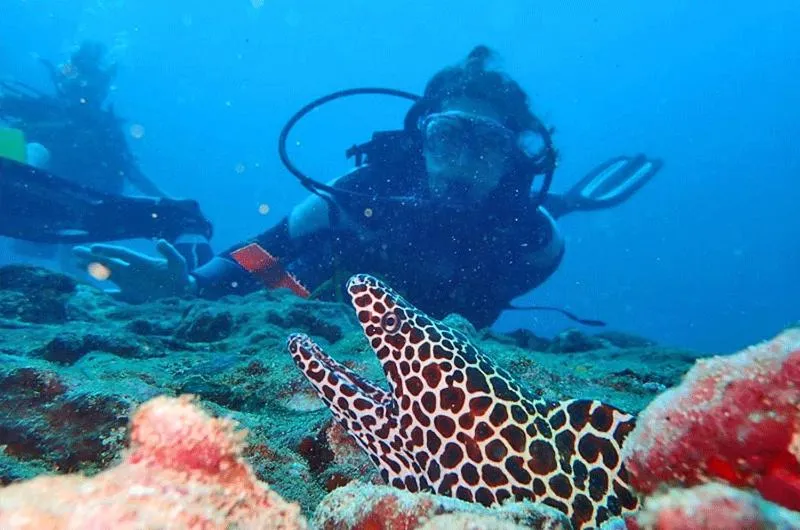 Diving in De Silva Palm Resort