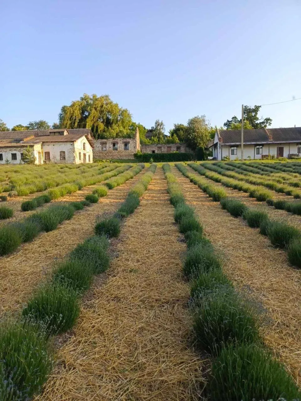 Garden view in Hotel Rafinad