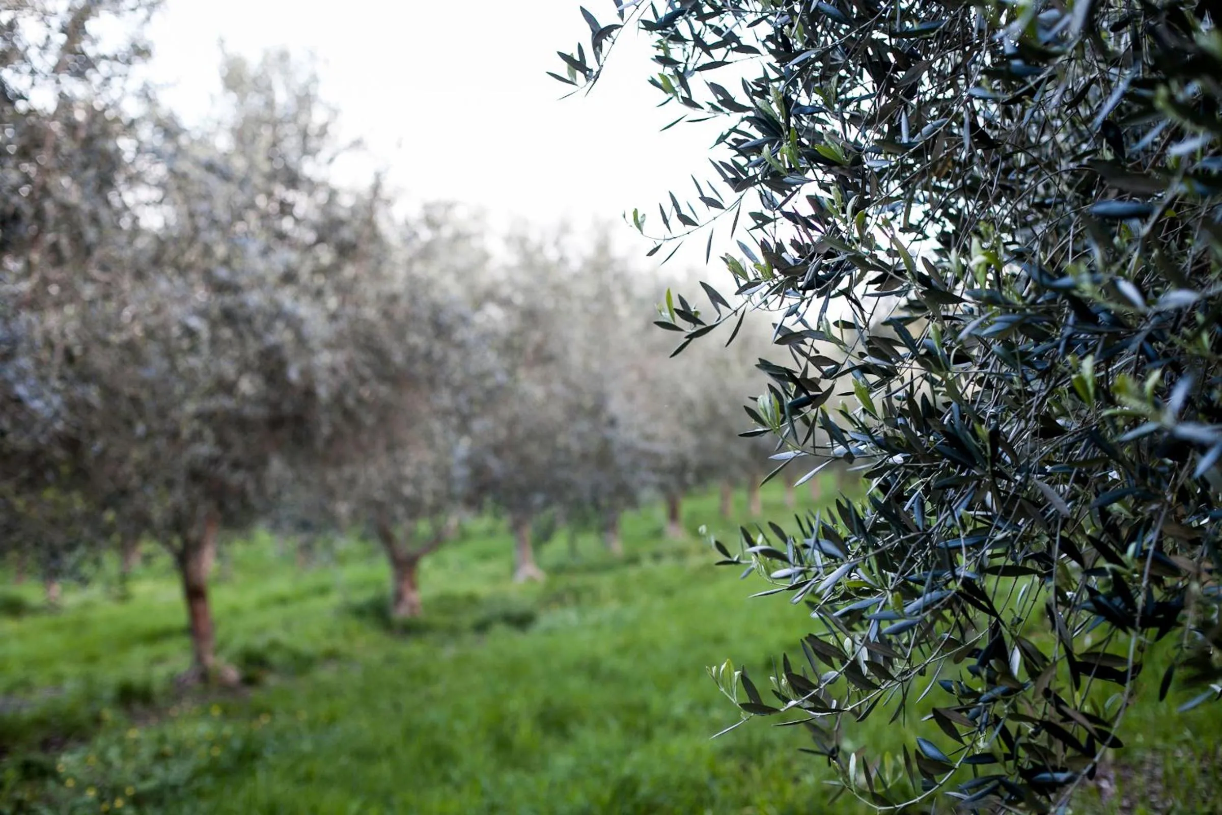 Natural landscape in Hart's Farm