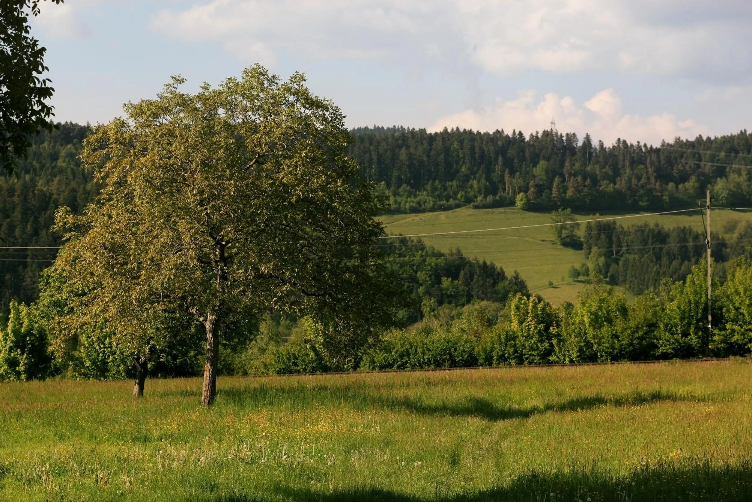 Natural landscape in hotel rainhof scheune & naturpark restaurant (Kirchzarten)