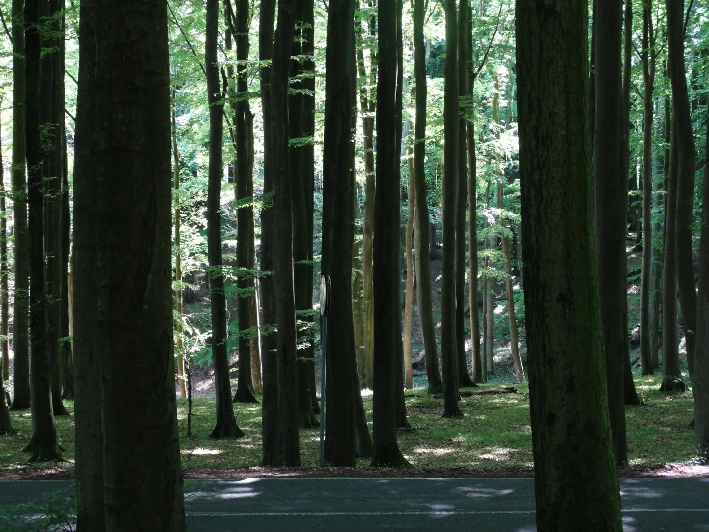 Natural landscape in Panorama Hotel Lohme