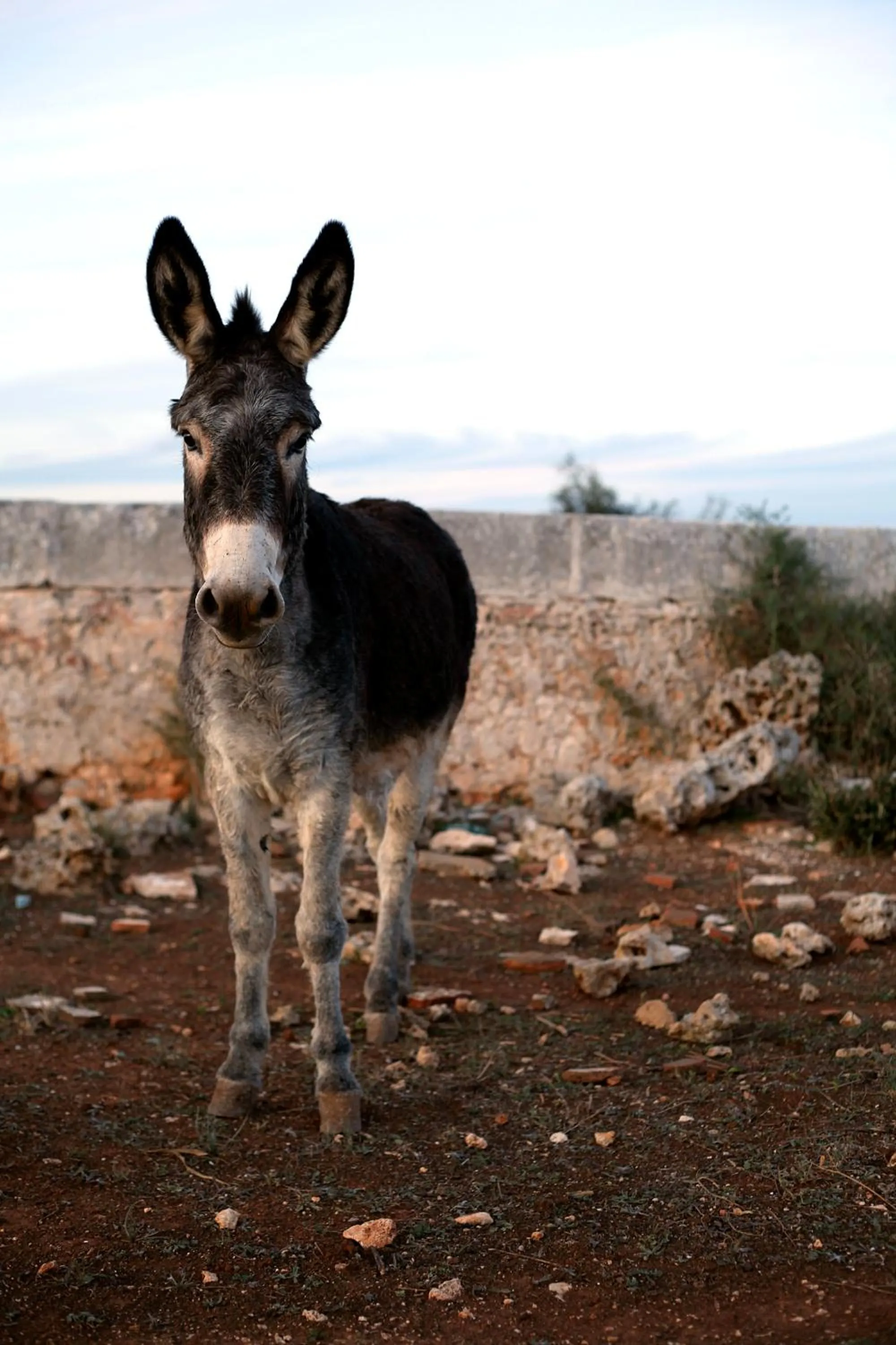 Area and facilities in Agroturismo Matxani Gran