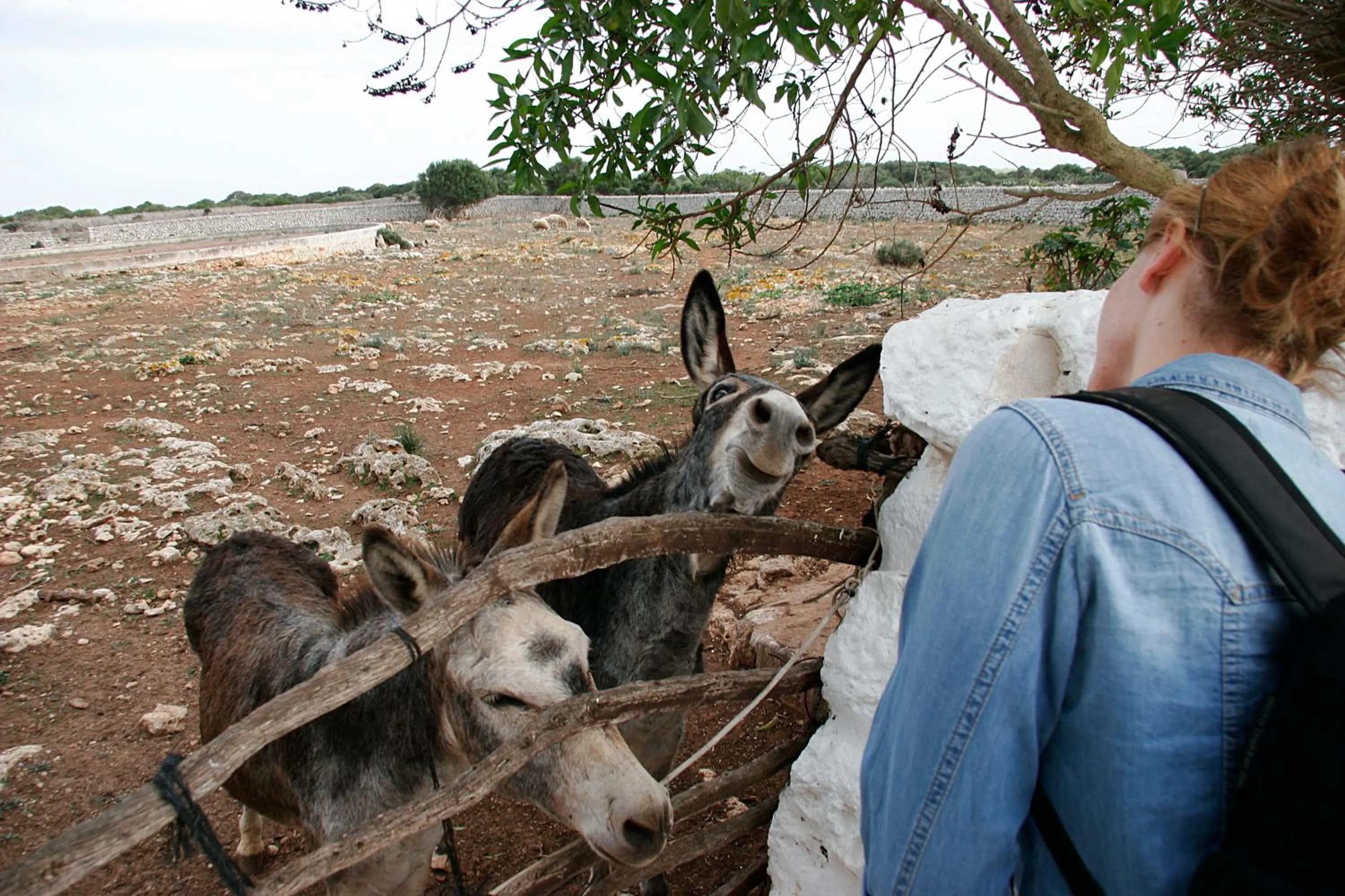 Garden view in Agroturismo Matxani Gran
