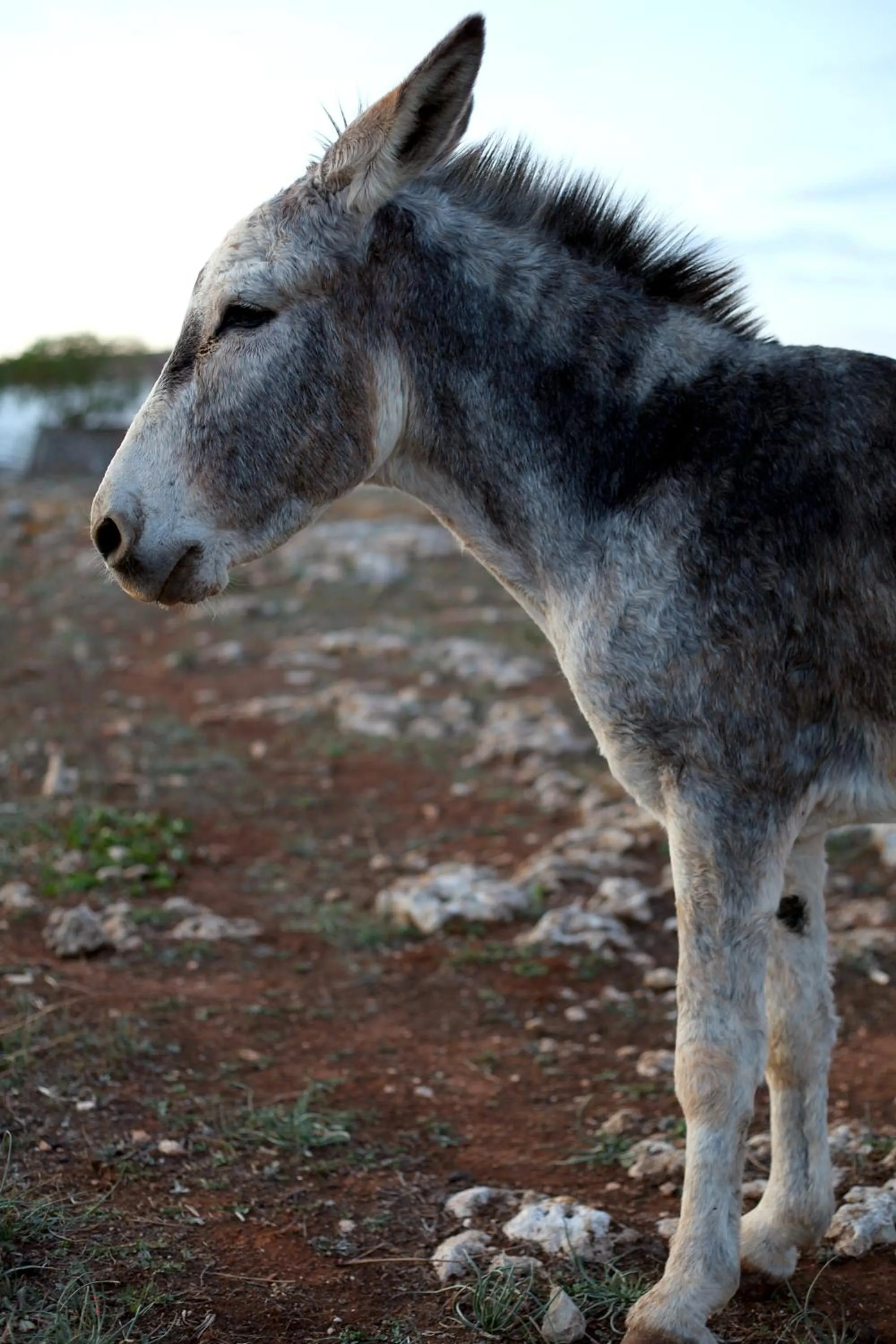 Area and facilities in Agroturismo Matxani Gran