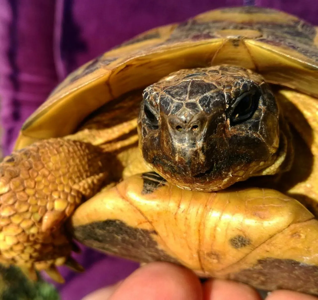 Animals in Agroturismo Matxani Gran